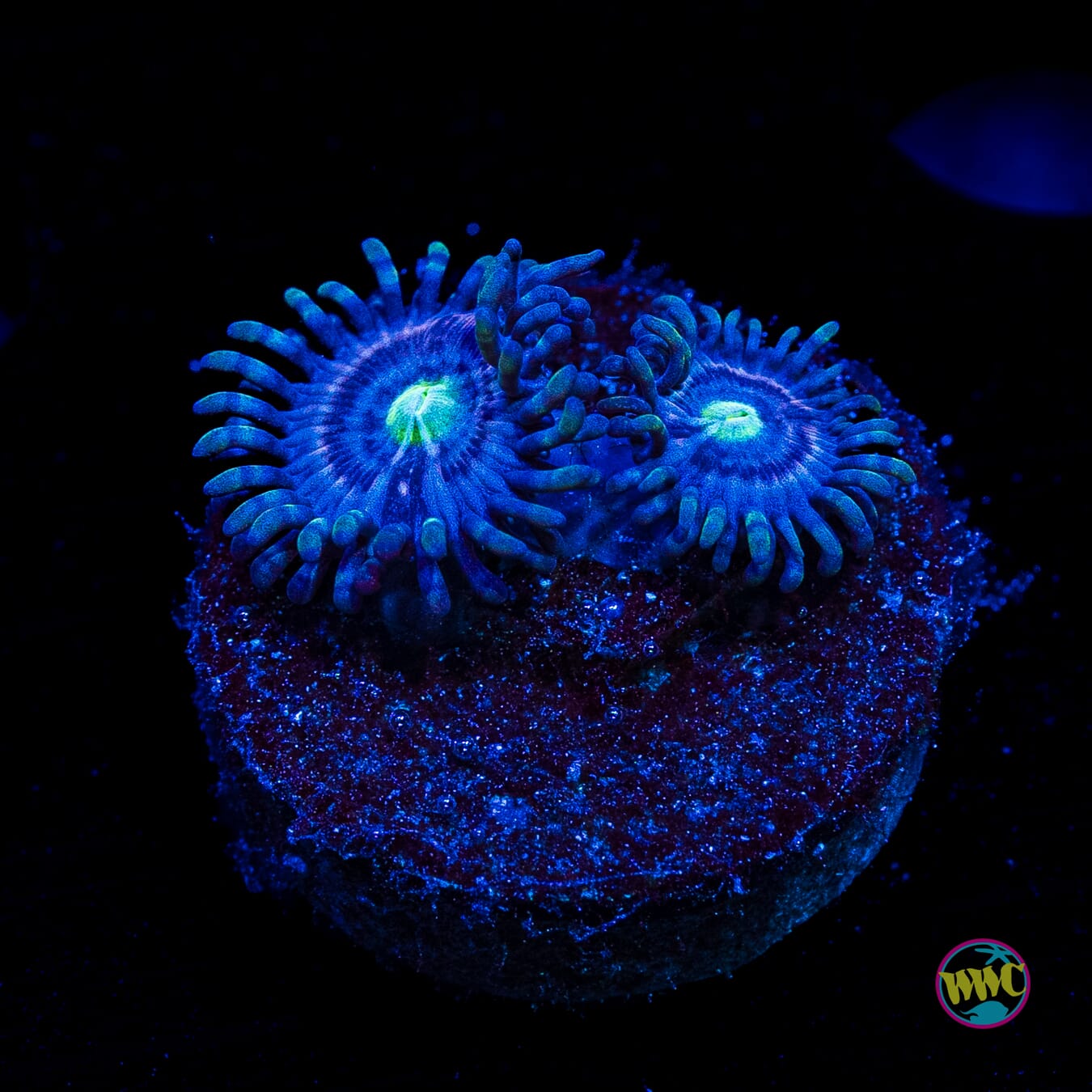 WWC Avacado Smasher Zoanthids