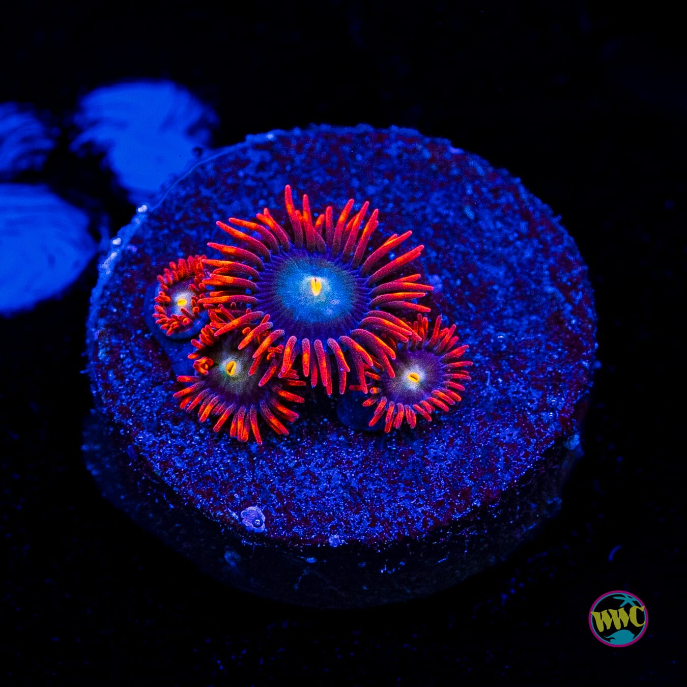 WWC Wildfire Zoanthids