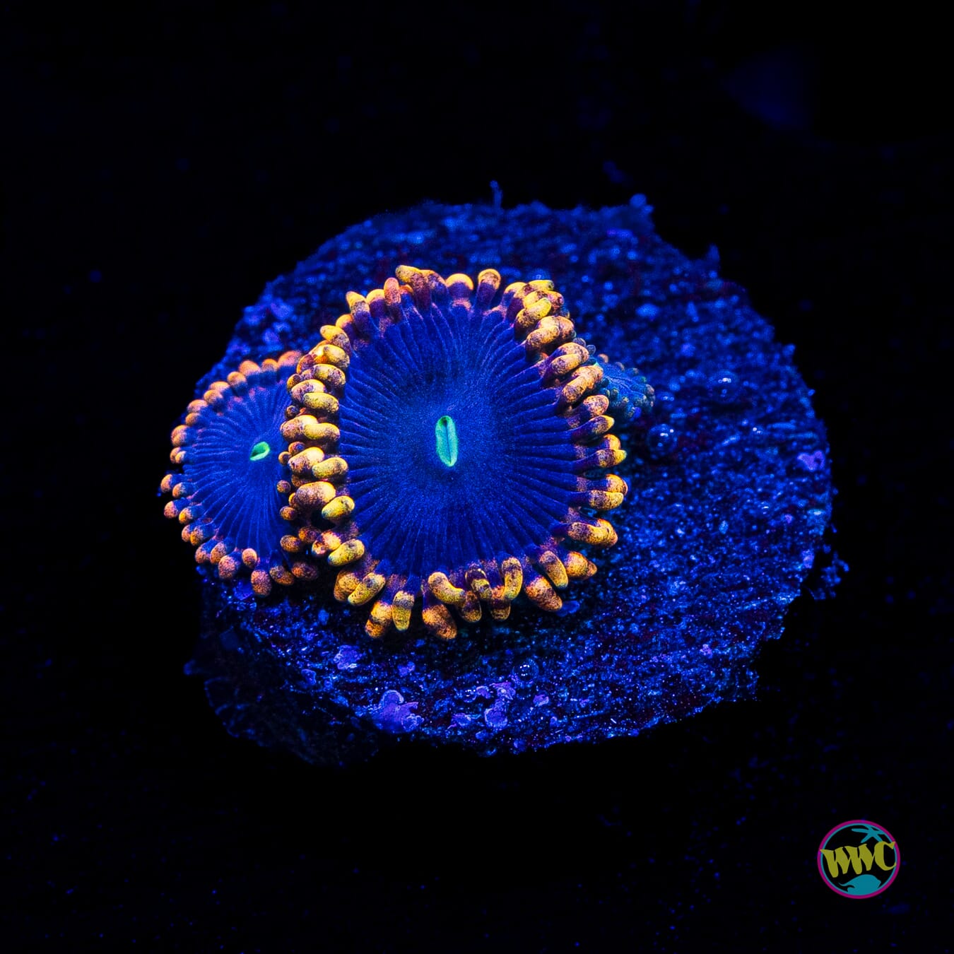 Anti Matter Zoanthids