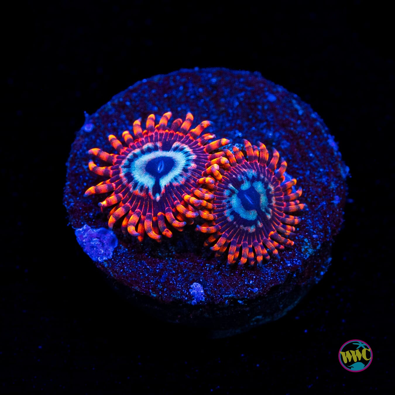 Utter Peace Zoanthids