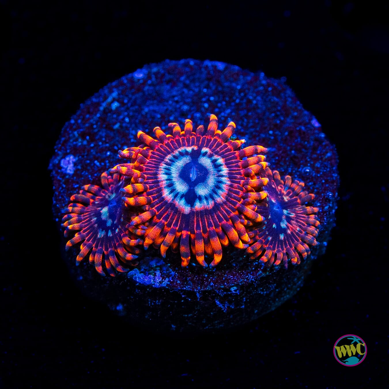 Utter Peace Zoanthids