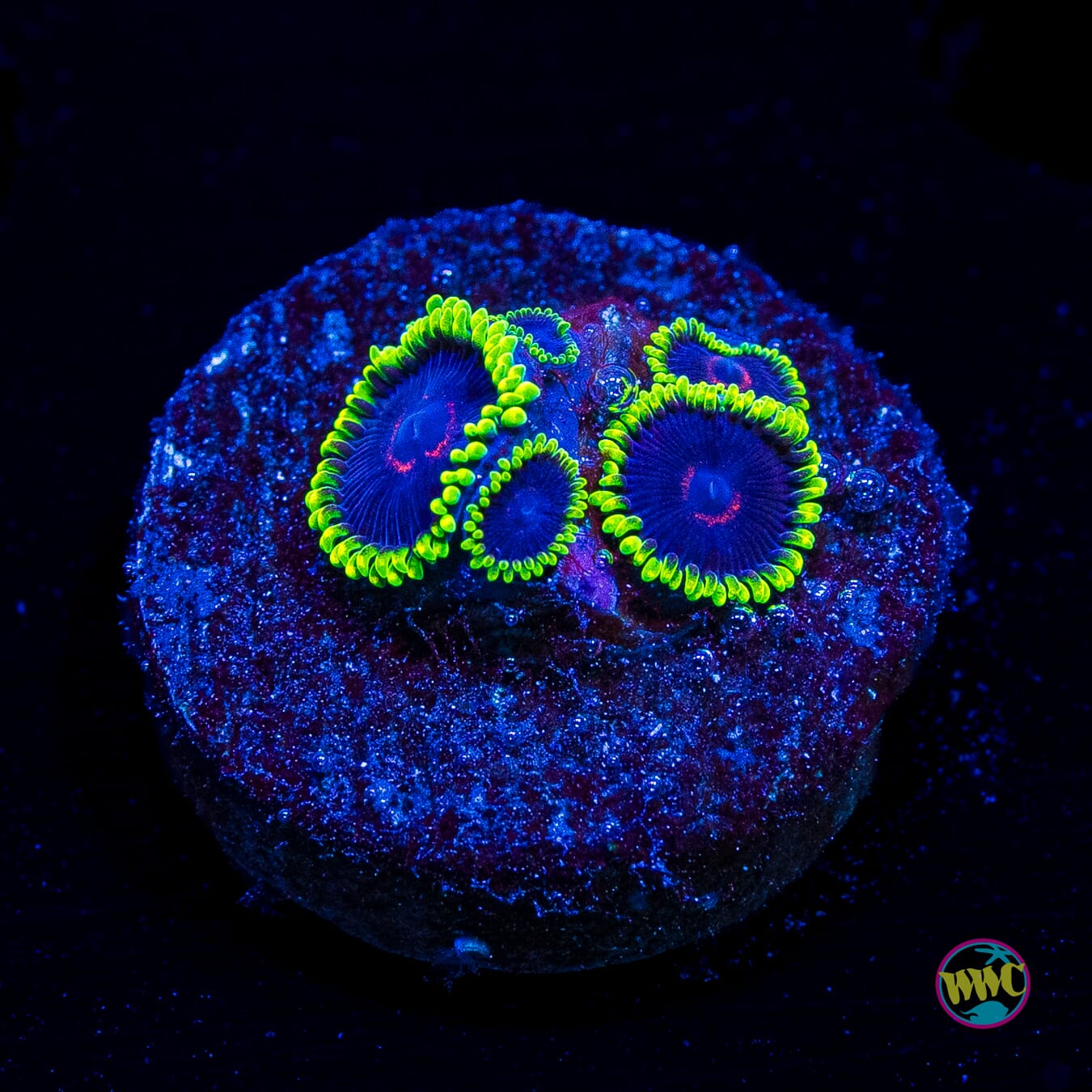 WWC Purple Hearts Zoanthids