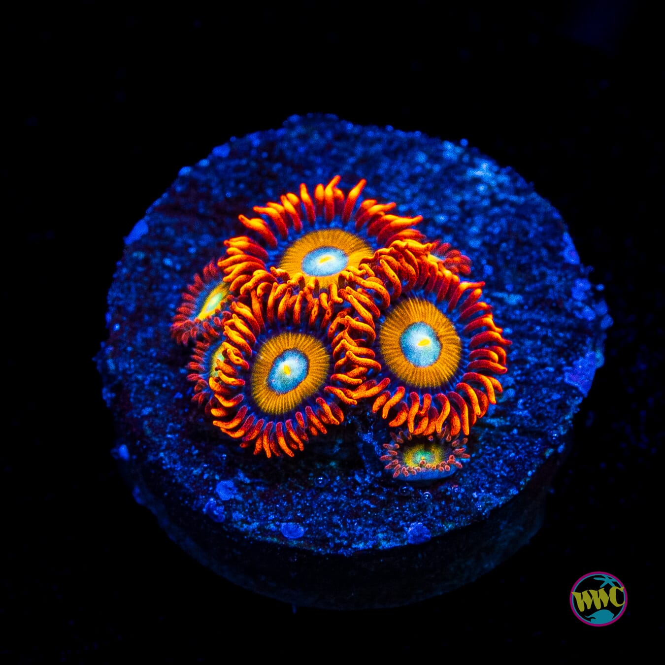 WWC Blondies Zoanthids