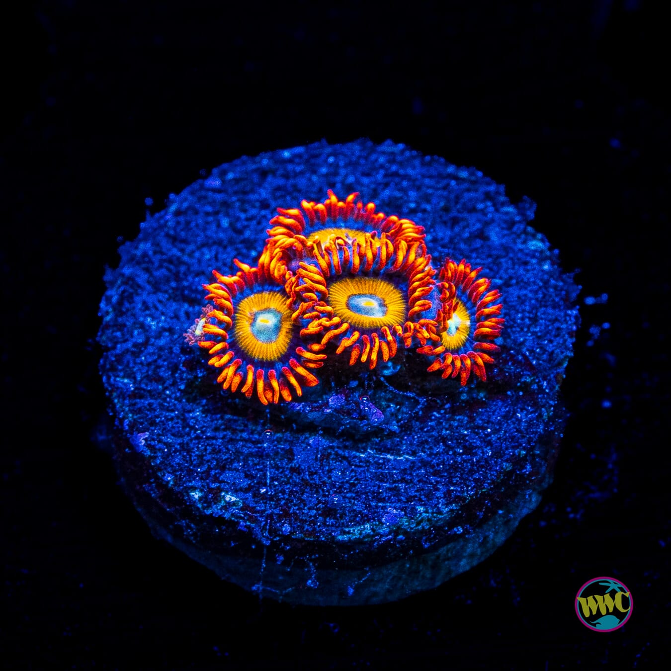 WWC Blondies Zoanthids