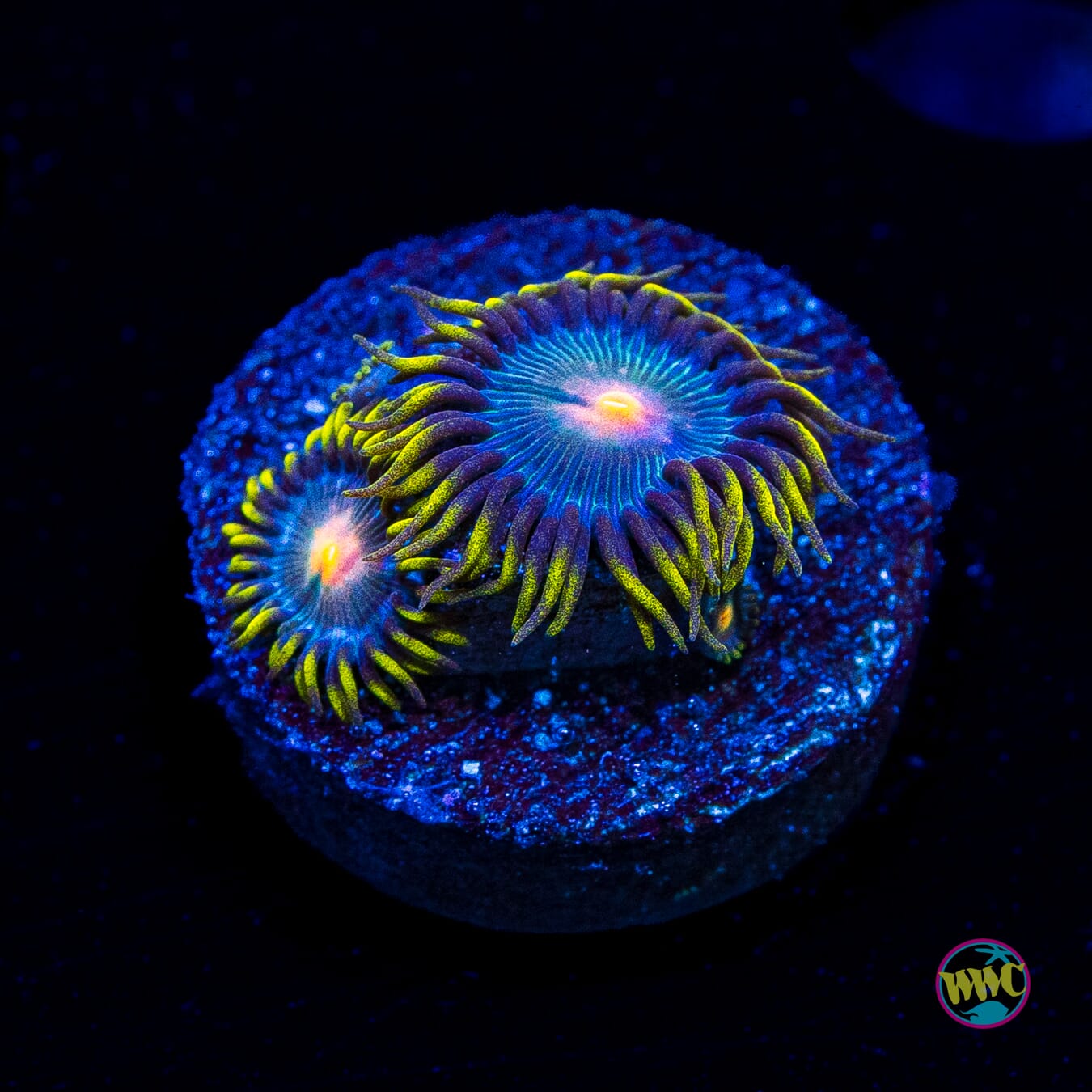 WWC Hairy Gorilla Nipple Zoanthids