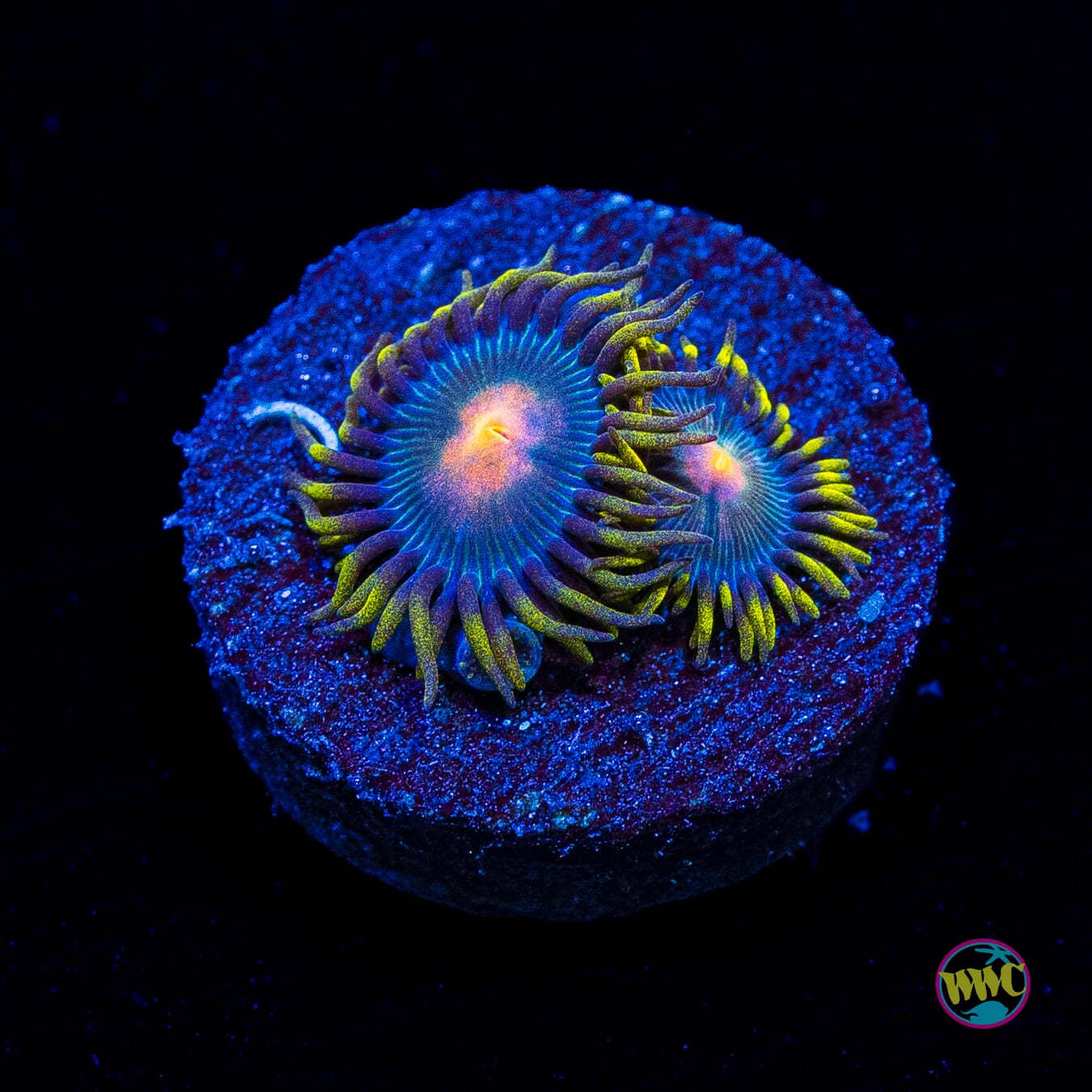 WWC Hairy Gorilla Nipple Zoanthids