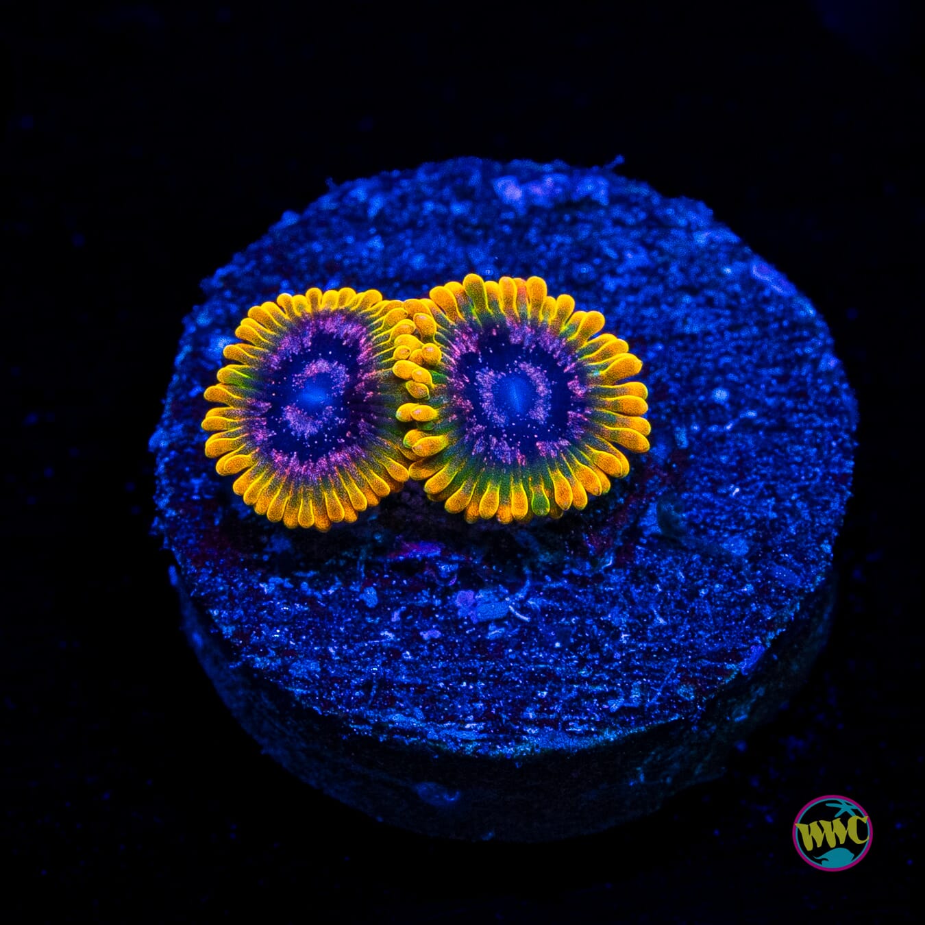 Jason Fox Acid Reflux Zoanthids