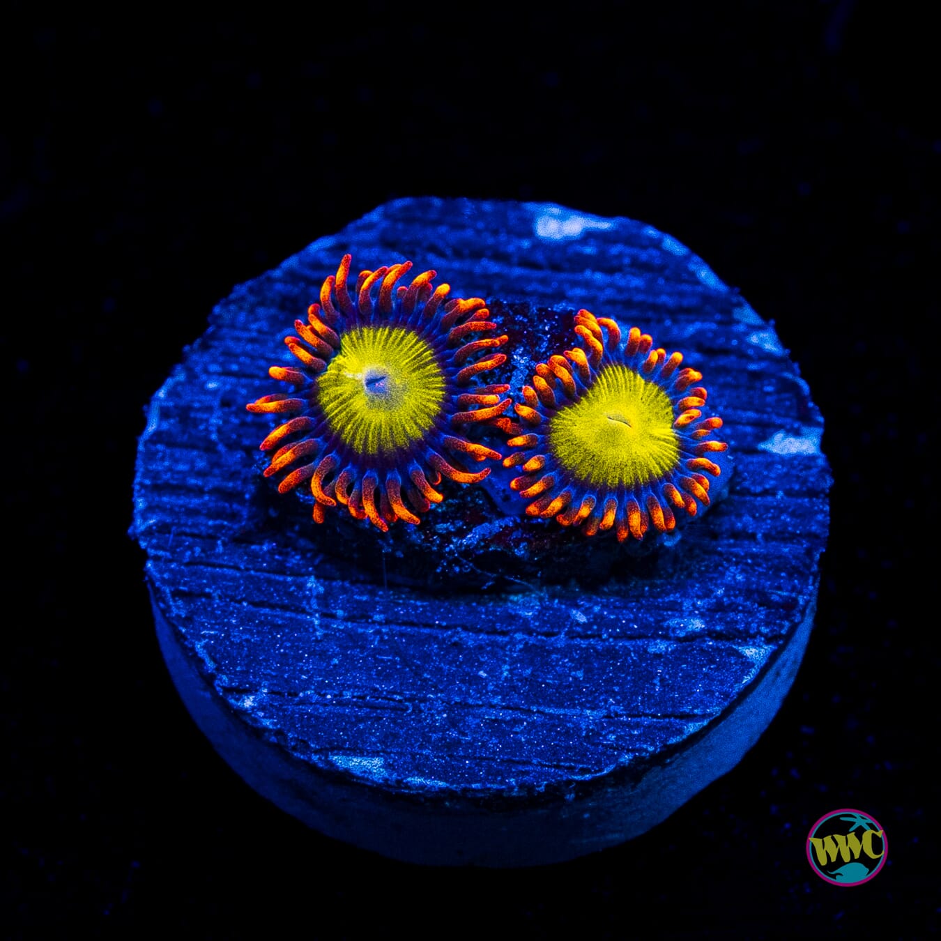 Mandarin Orange Zoanthids