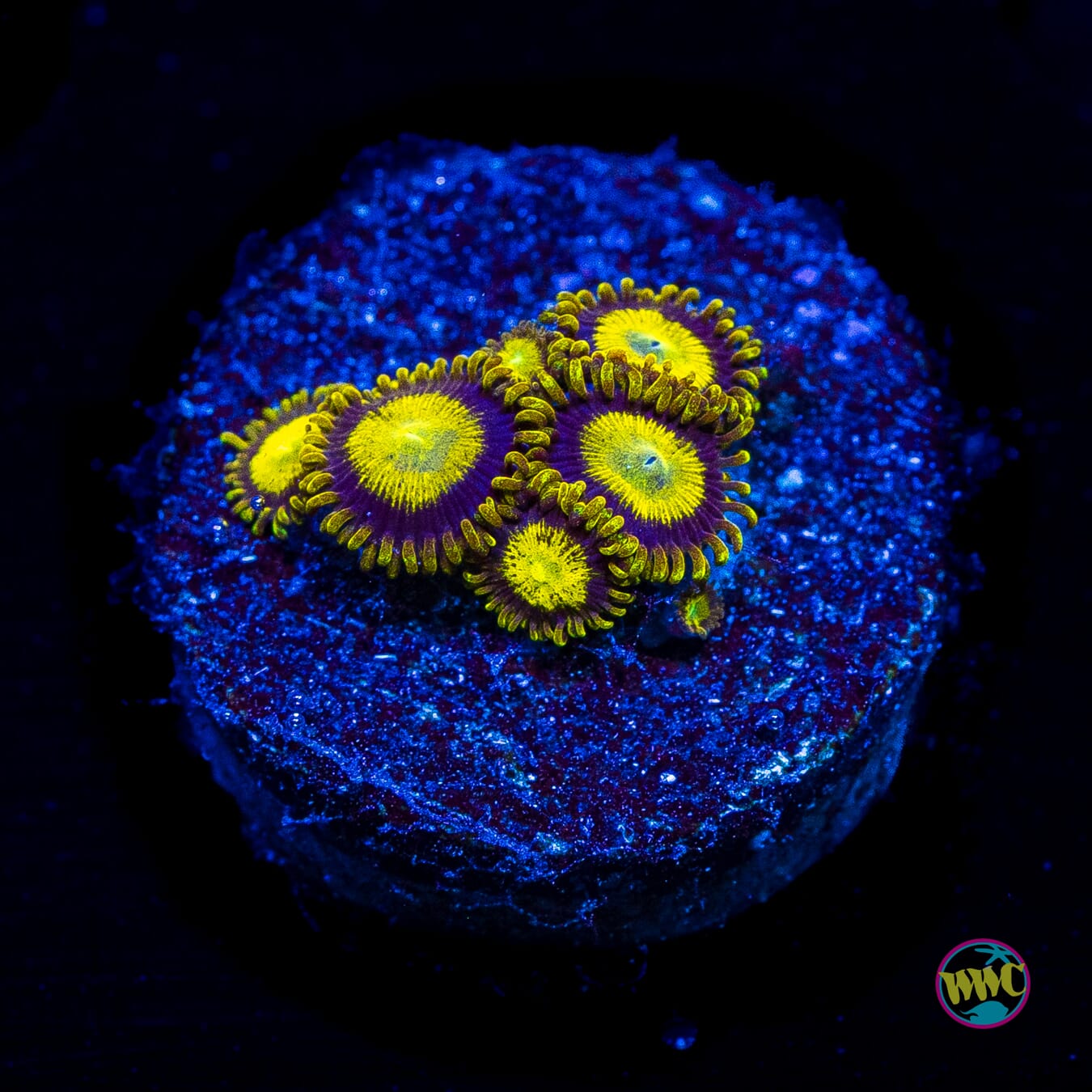 WWC King Midas Zoanthids