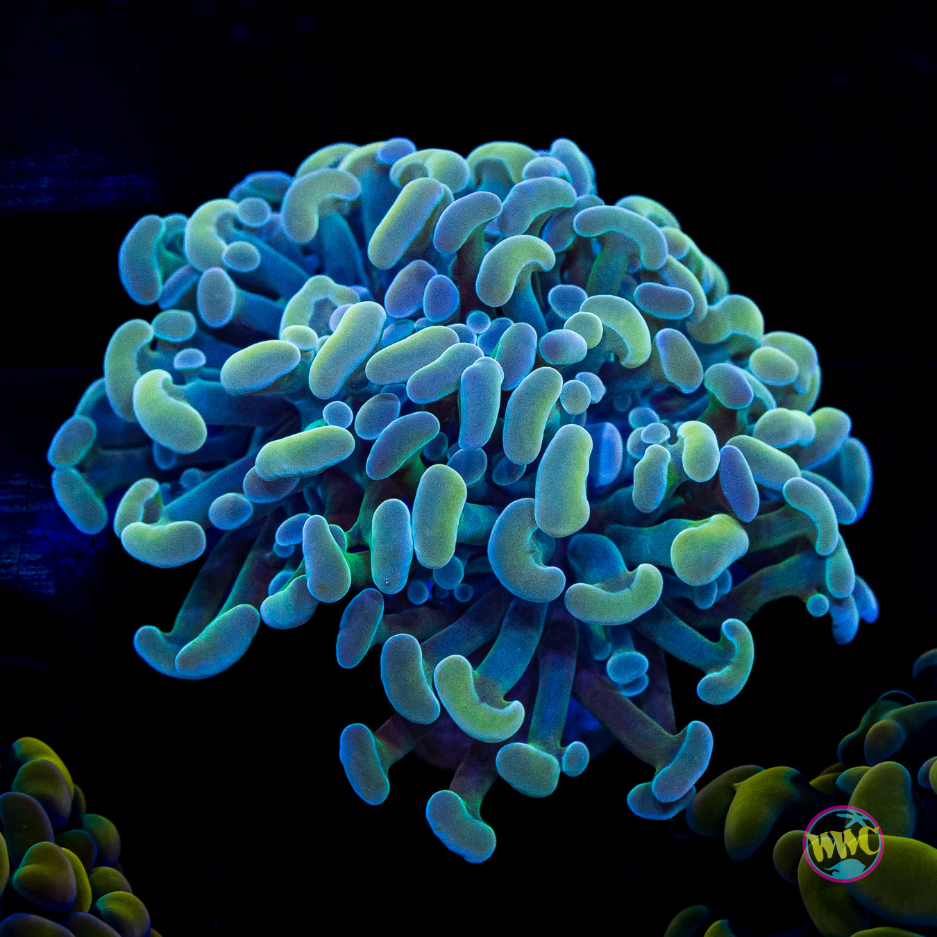 Tealio Branching Hammer