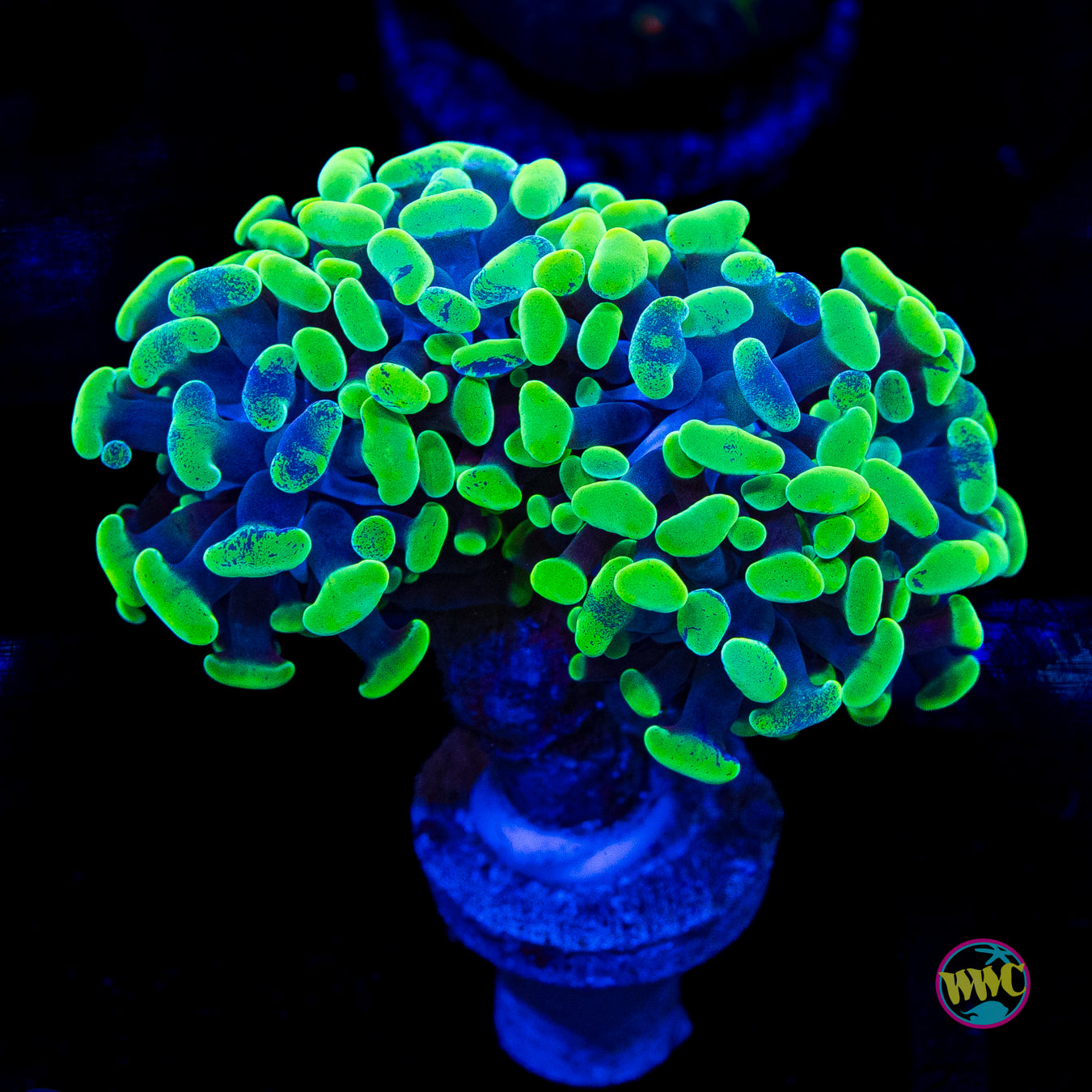 Splatter Branching Hammer