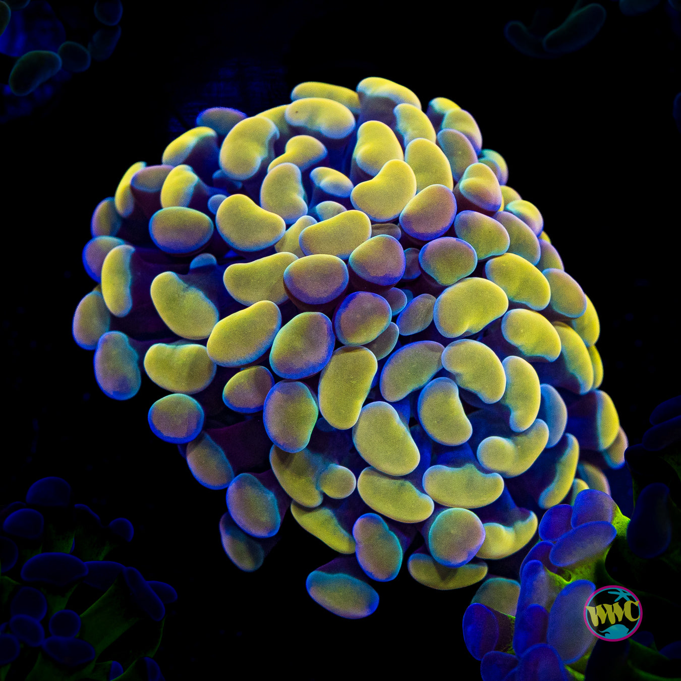 Rainbow Branching Hammer