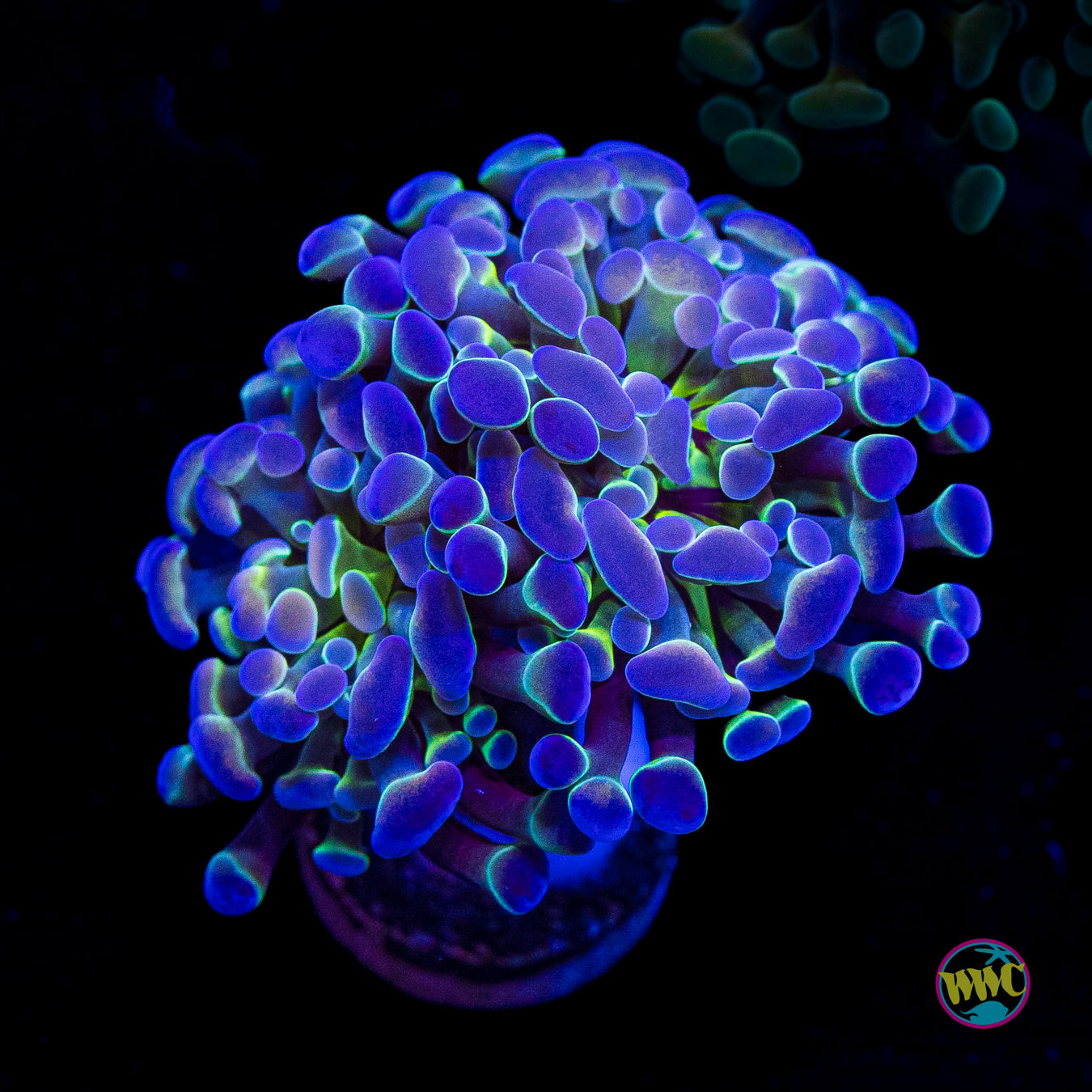 Hologram Branching Hammer
