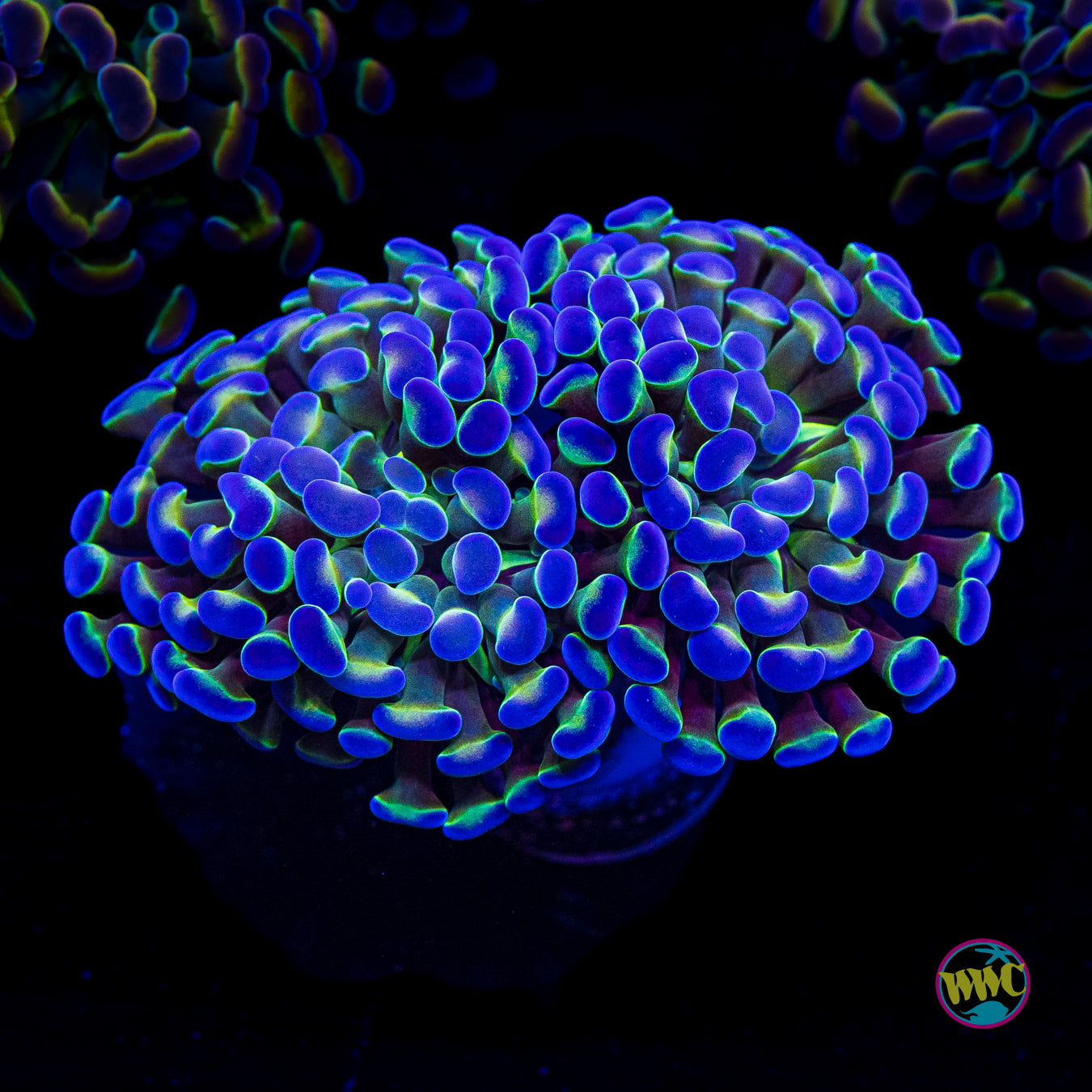 Hologram Branching Hammer