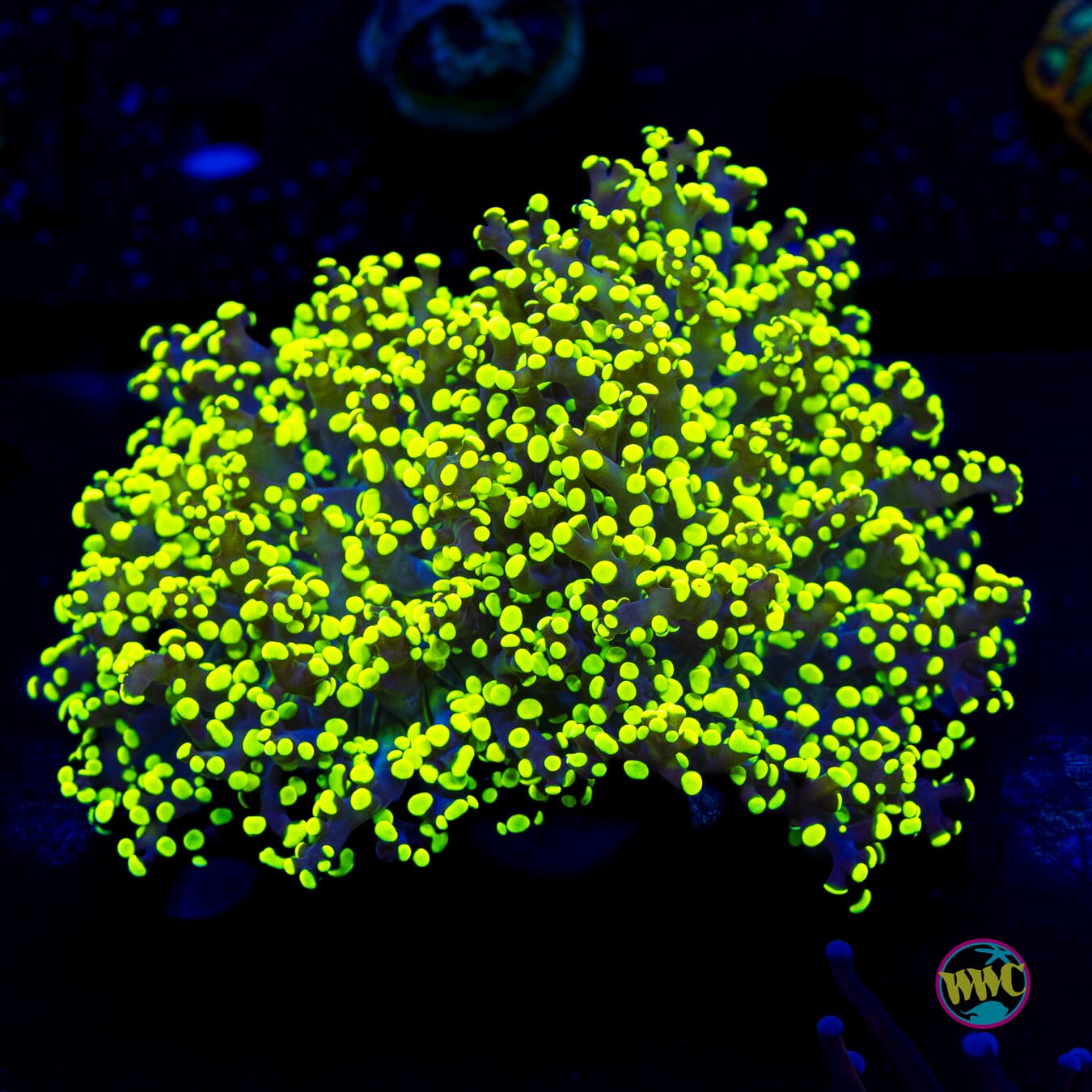 Glowbug Branching Frogspawn