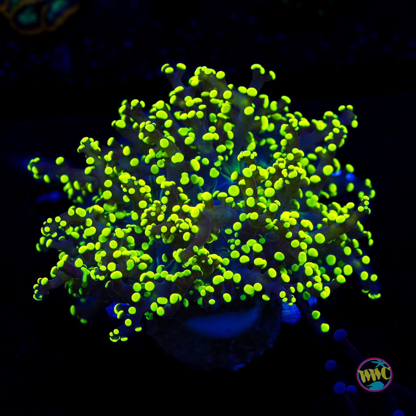 Glowbug Branching Frogspawn