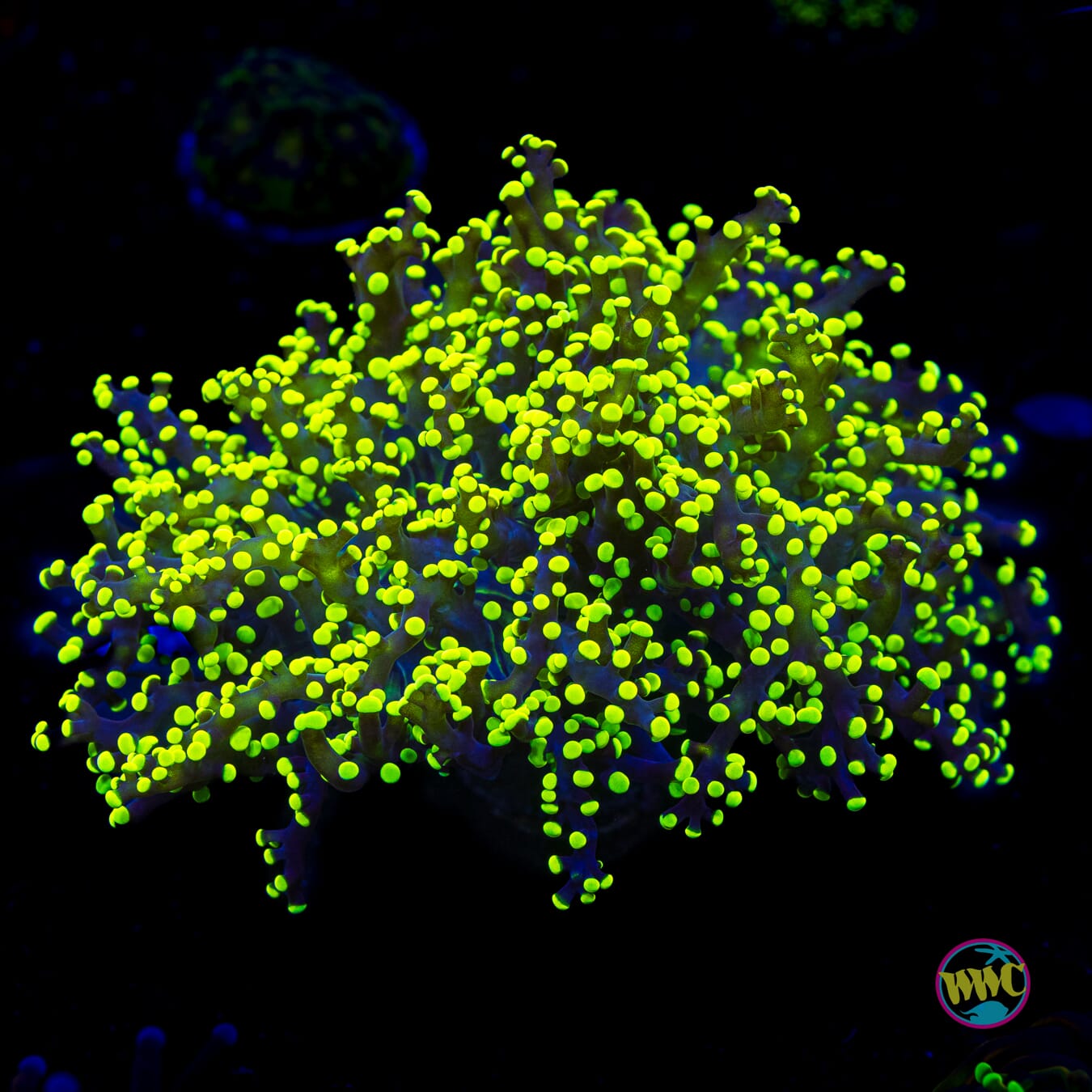 Glowbug Branching Frogspawn