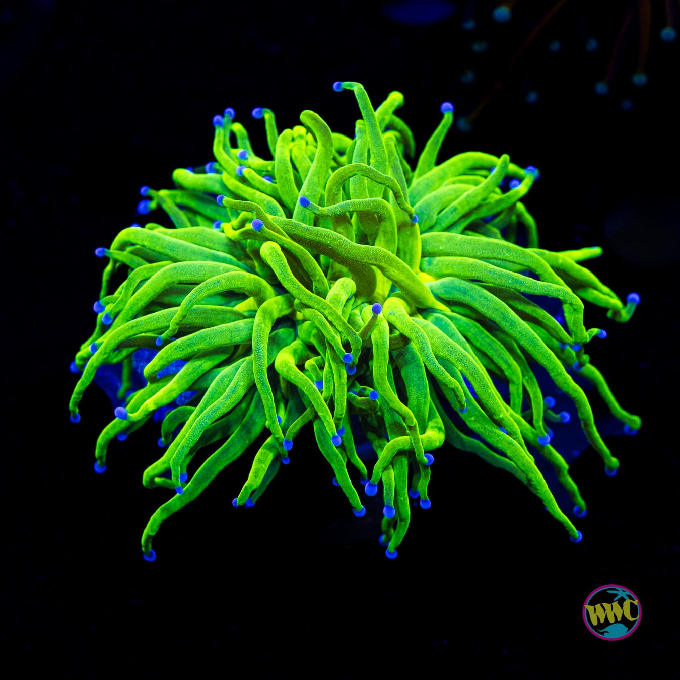 Blue Tipped Cotton Candy Torch