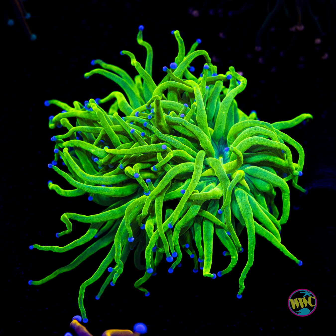 Blue Tipped Cotton Candy Torch