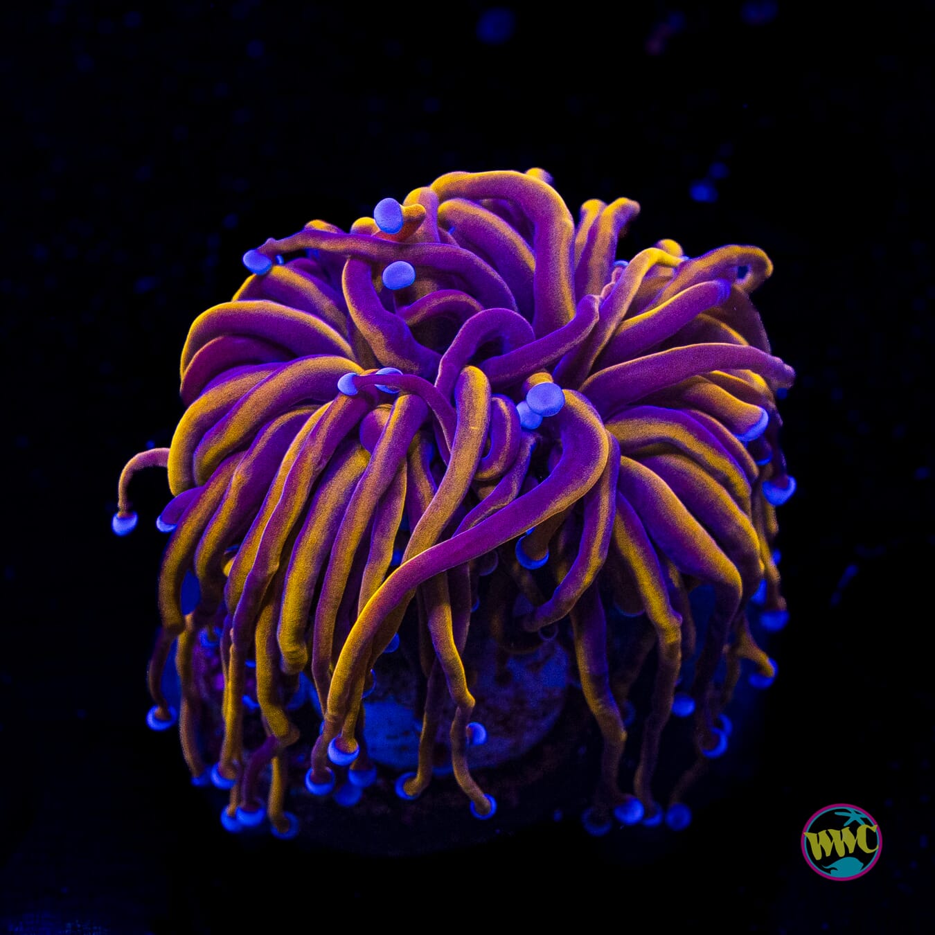 Gold Torch Coral