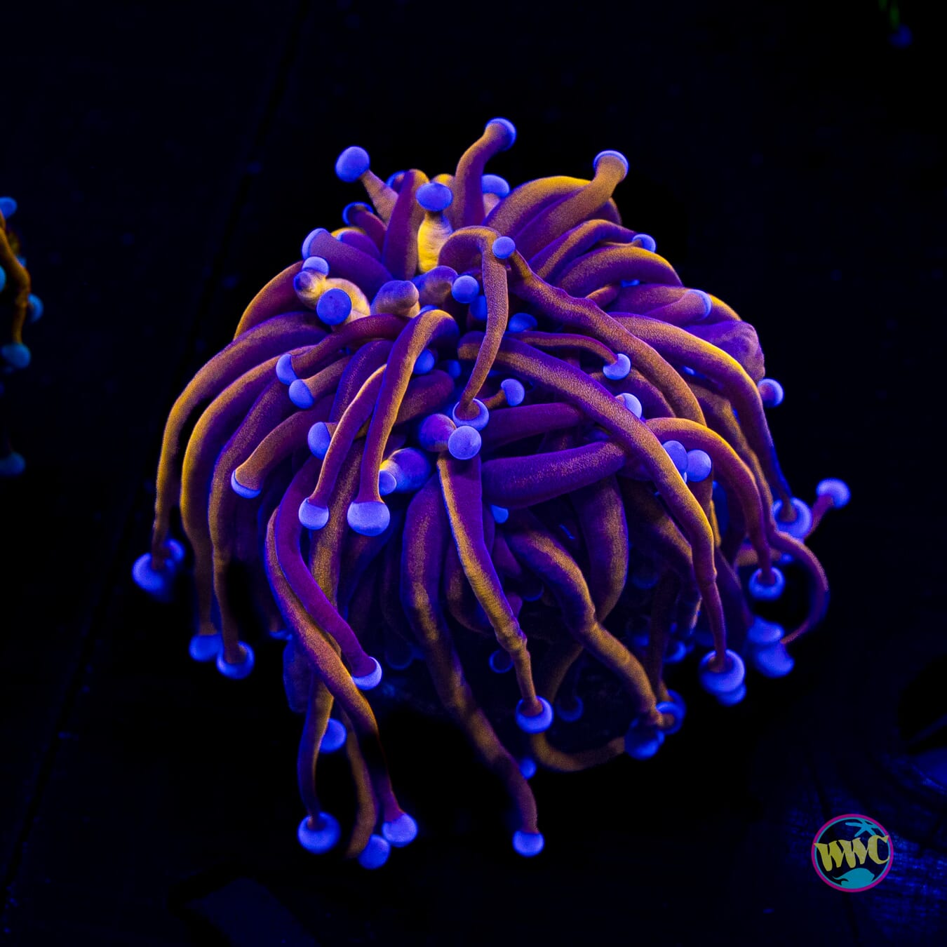 Gold Torch Coral