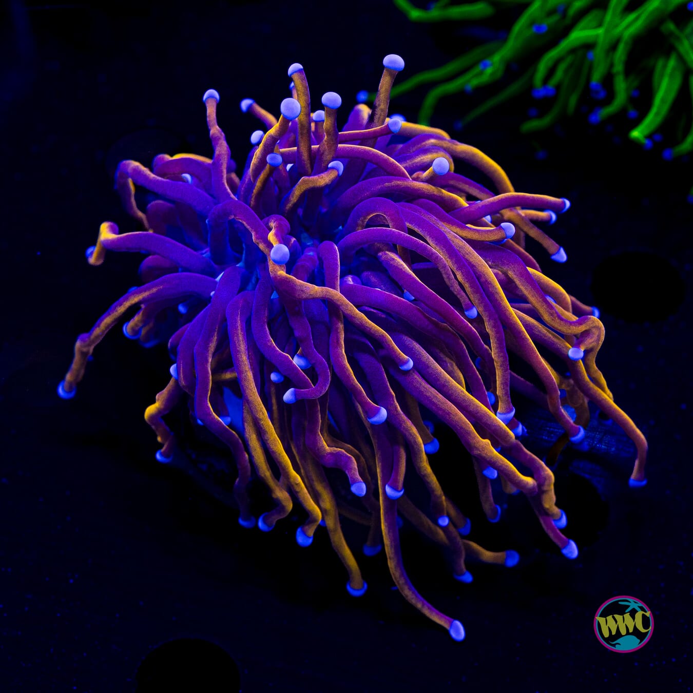 Gold Torch Coral