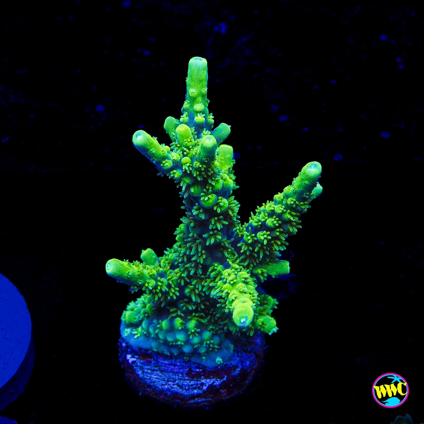 ORA Purple Plasma Acropora