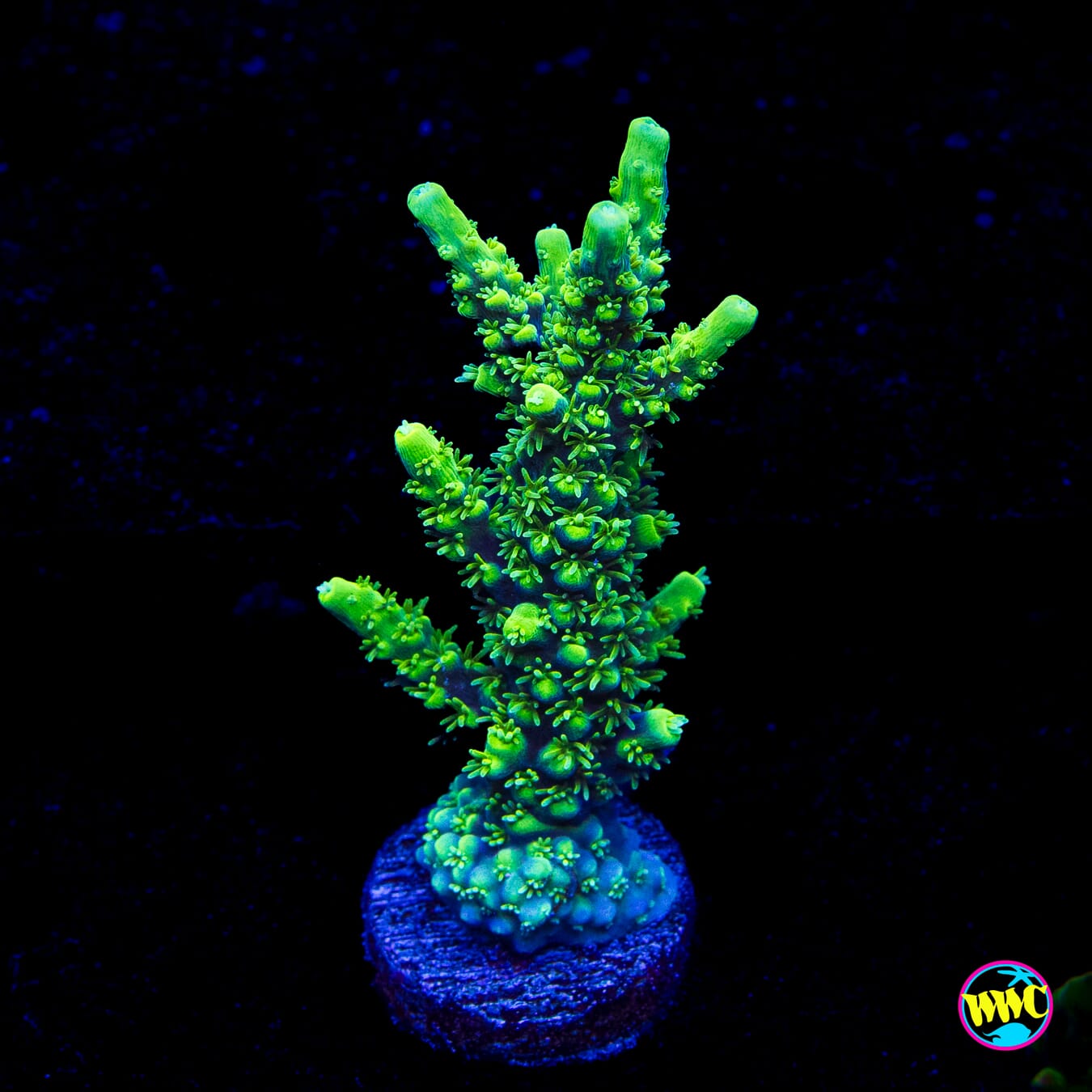 ORA Purple Plasma Acropora