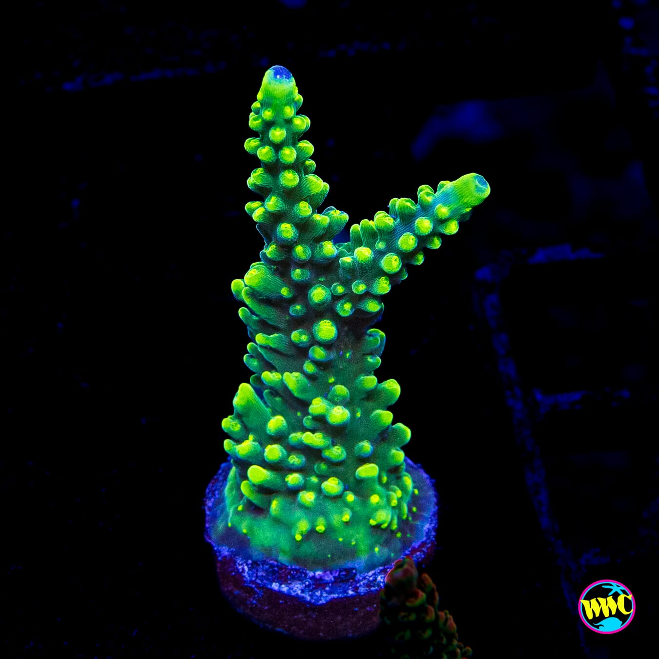 WWC Solomon Split Acropora