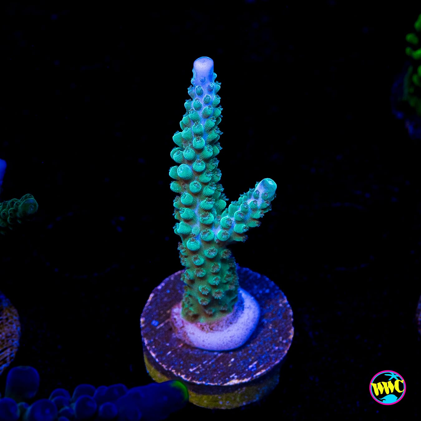 WWC Green Lightning Stag Acropora