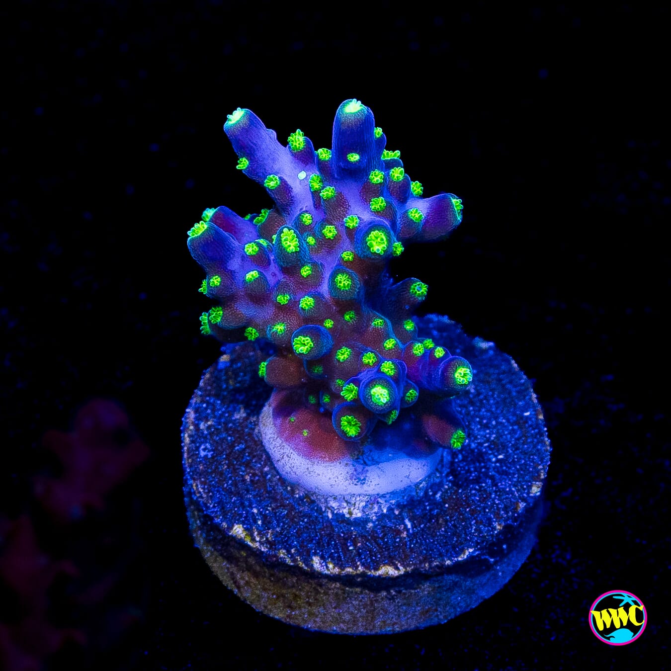 WWC Tricolor Valida Acropora