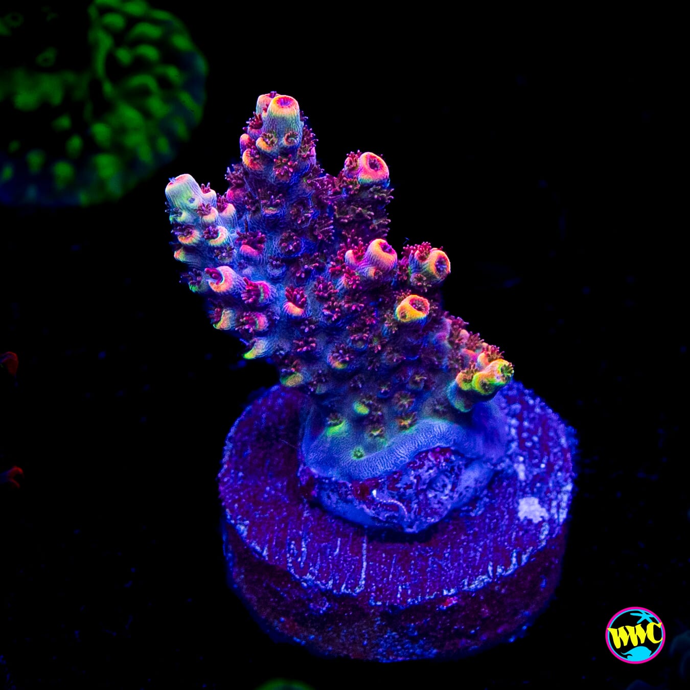 TSA Fruity Pebbles Acropora