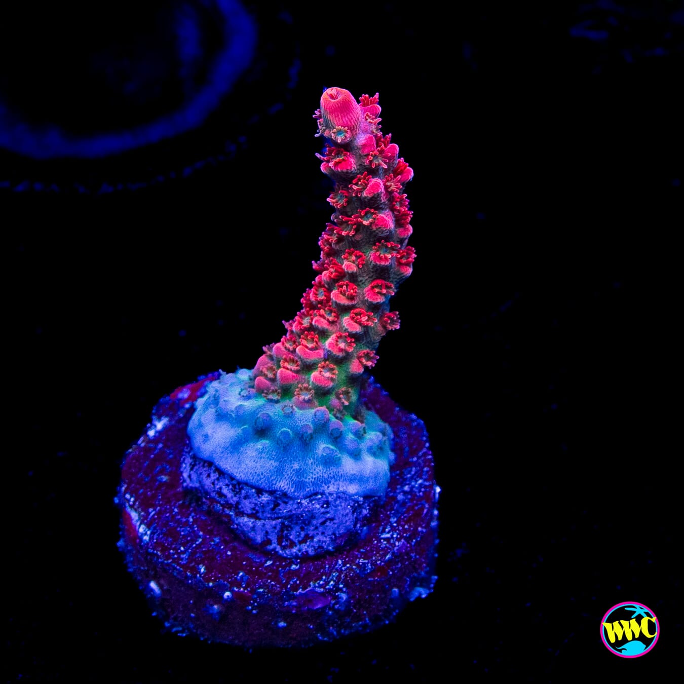 WWC Pantera Rosa Acropora