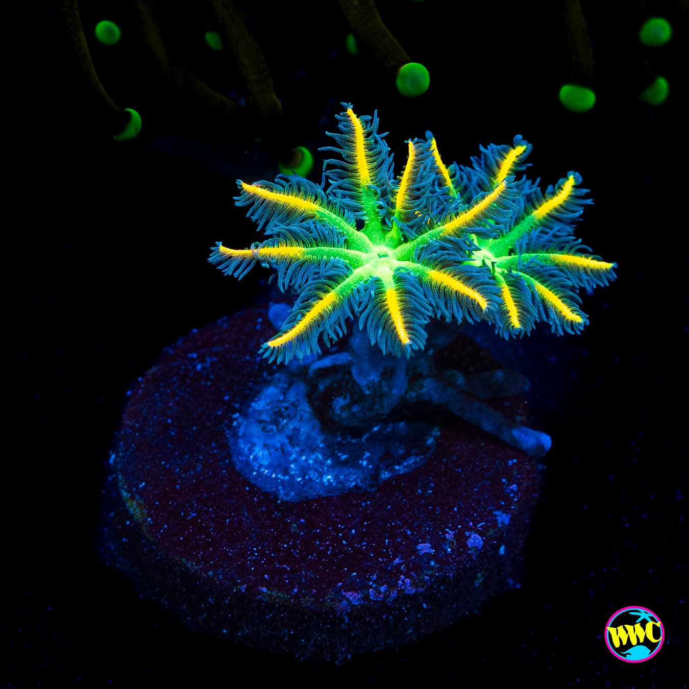WWC Flower Power Clove Polyps