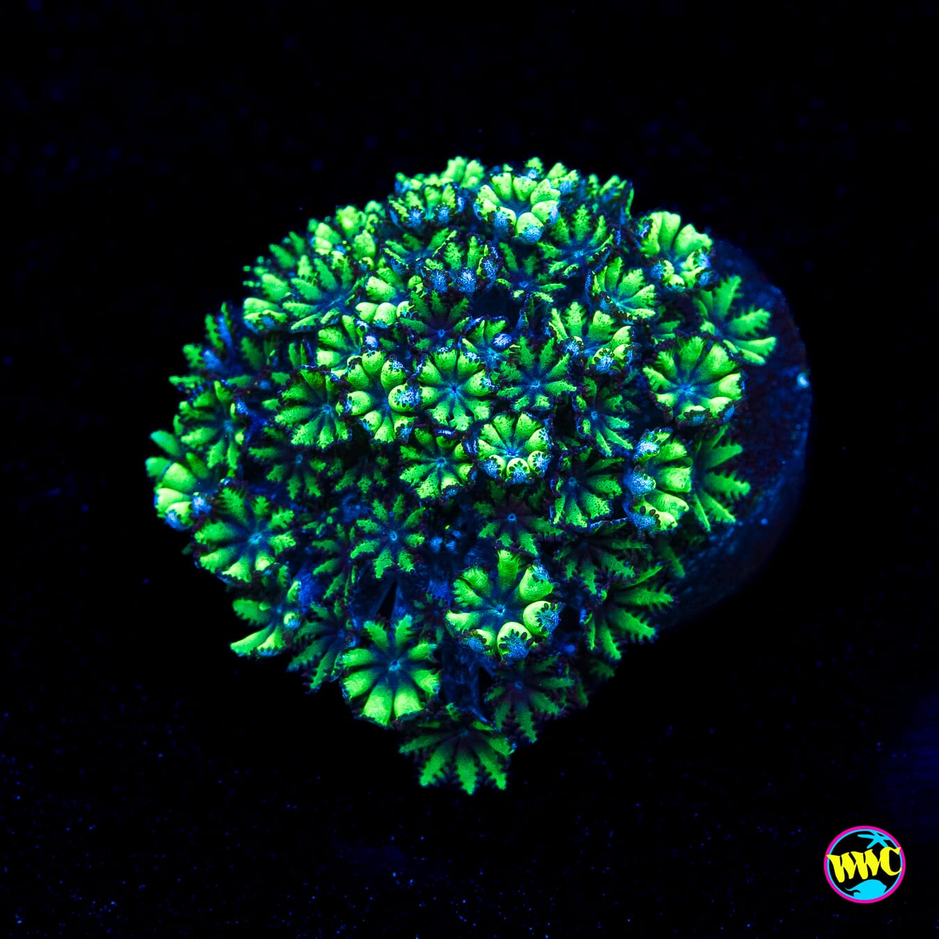 WWC Blue Sympodium