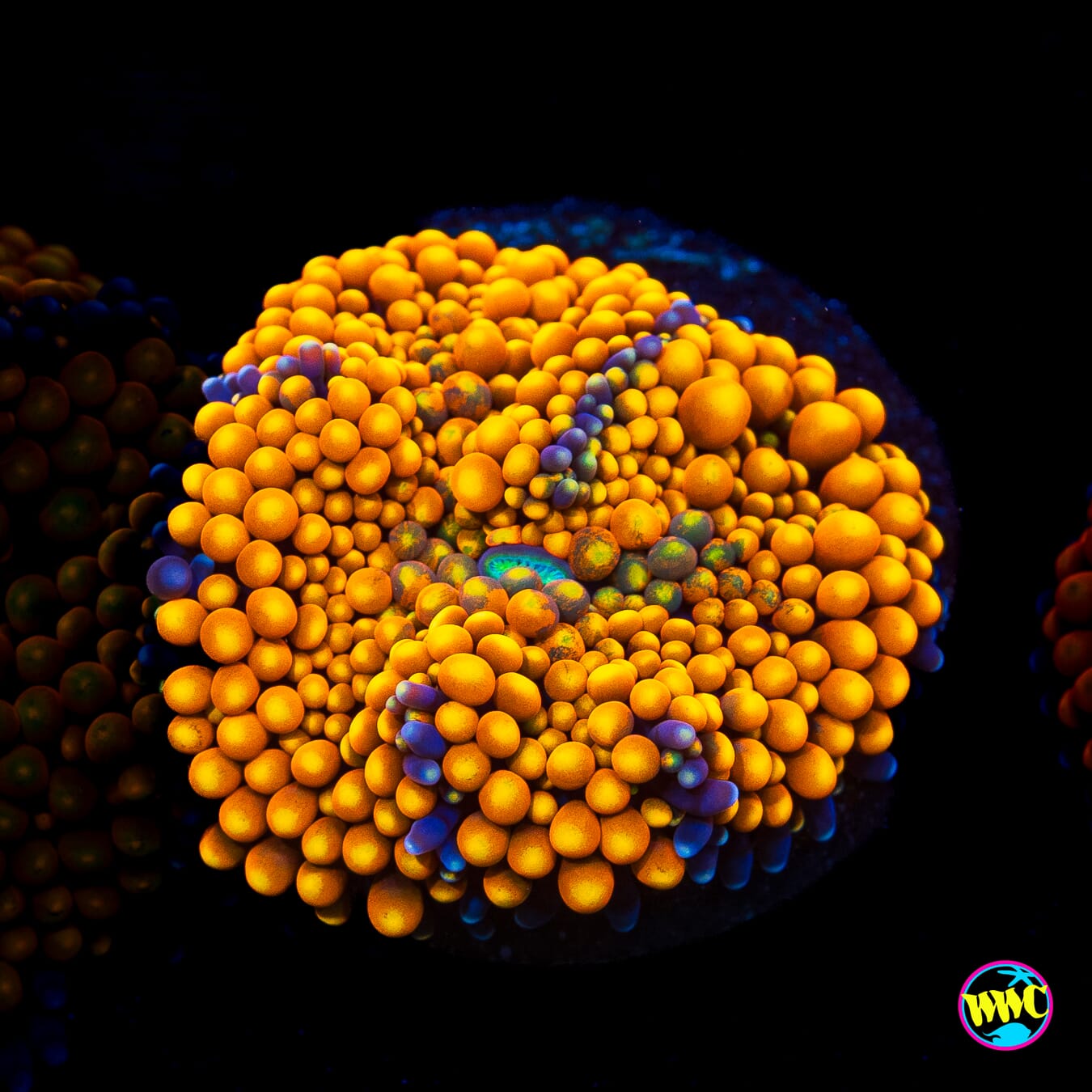Fresh Squeezed Ricordea Mushroom