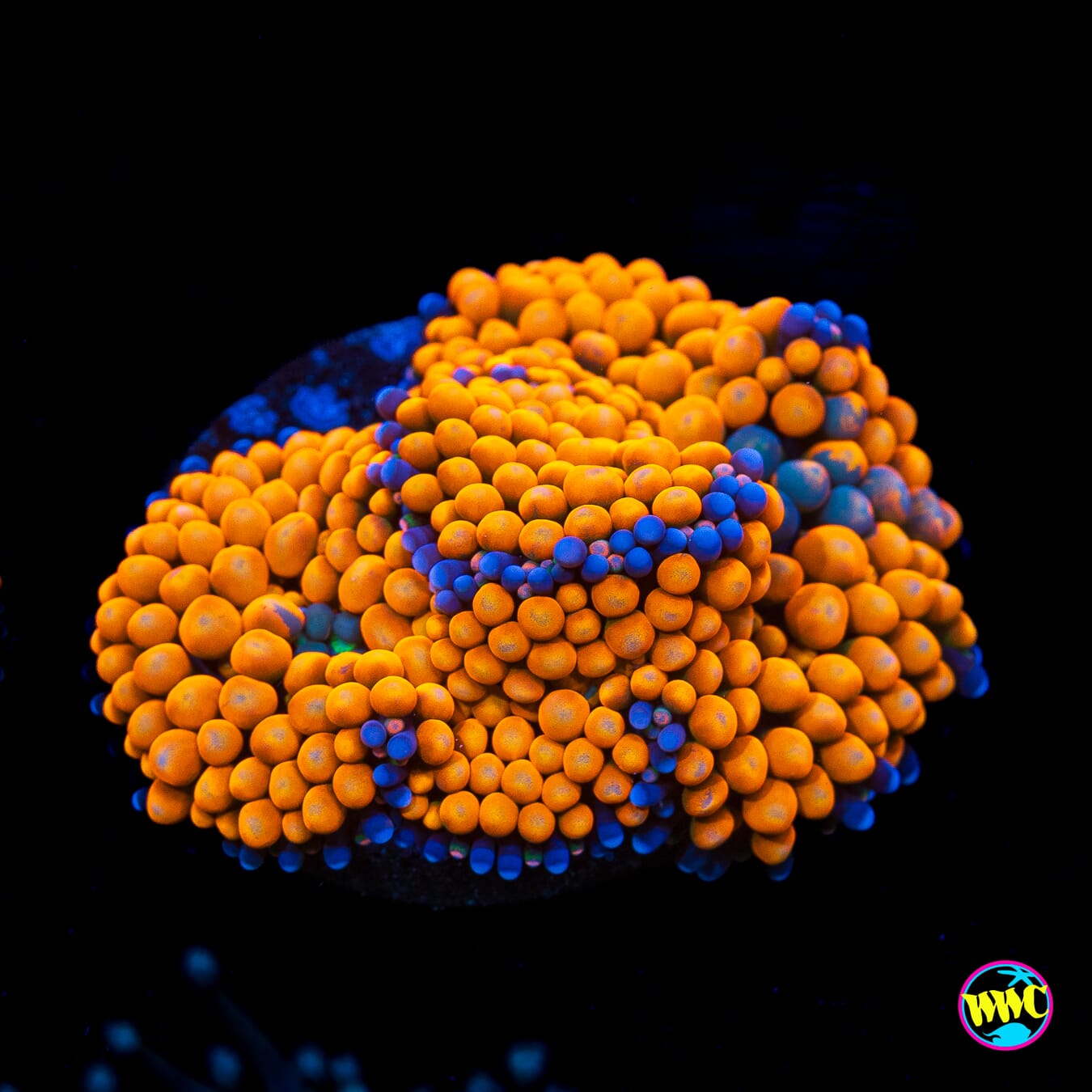 Fresh Squeezed Ricordea Mushroom