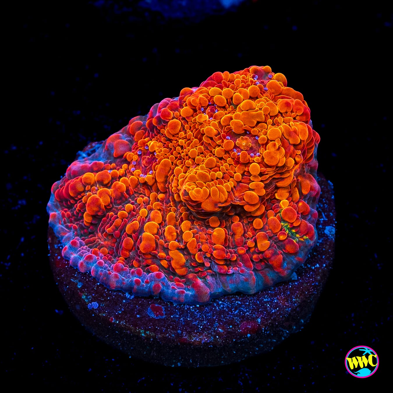 WWC Seared Stellaria Chalice