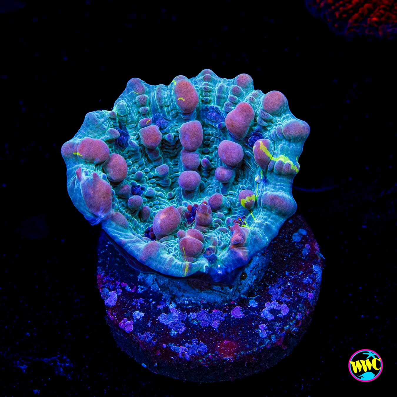 WWC Cosmic Candy Bounce Chalice