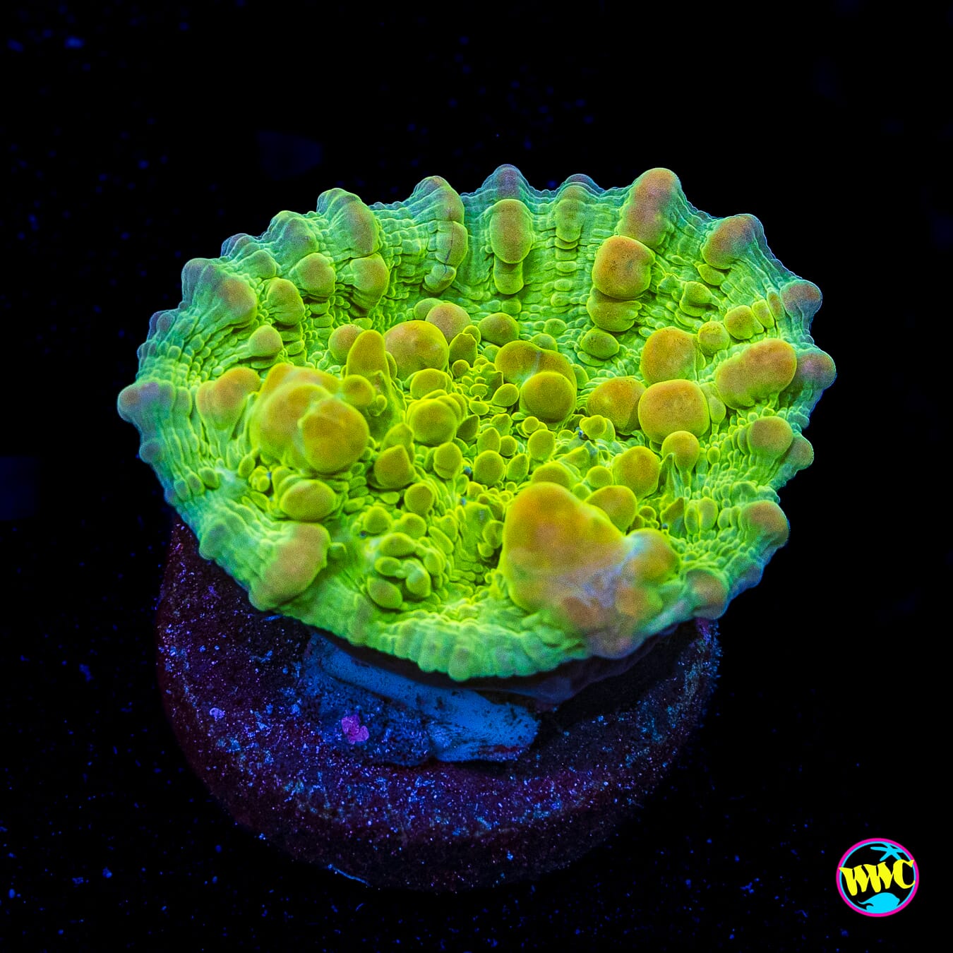 WWC Green Cosmic Candy Bounce Chalice