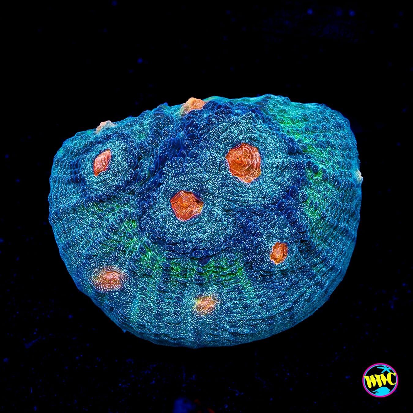 WWC Outer Orbit Chalice