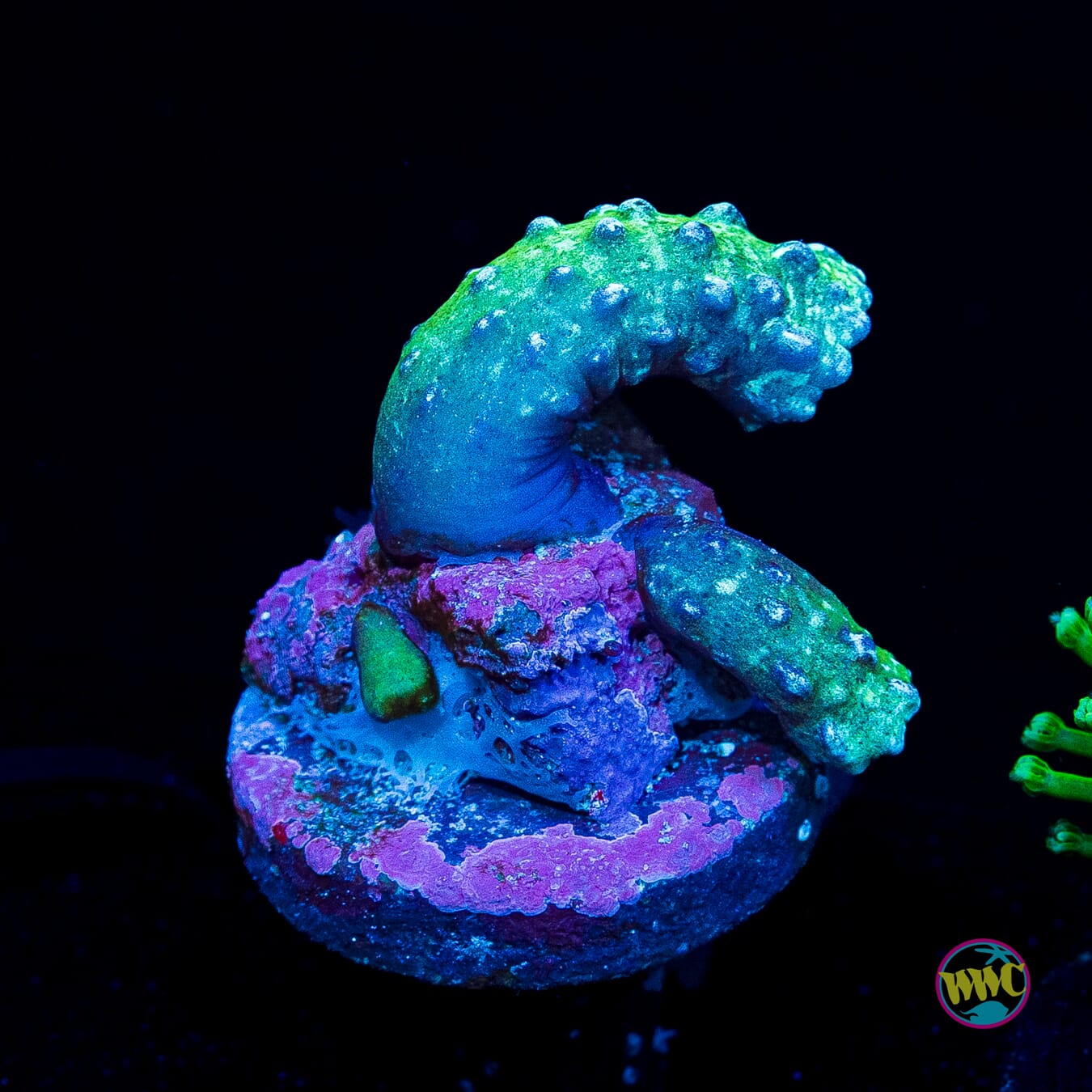 JDubs Special Snake Polyps