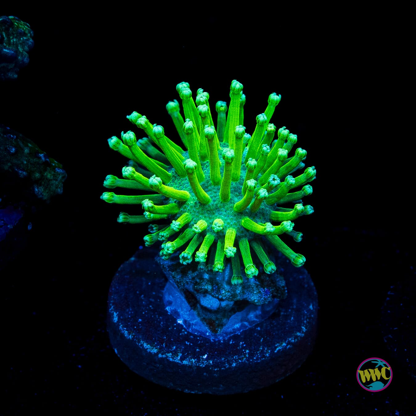 WWC Long Polyp Toadstool Leather