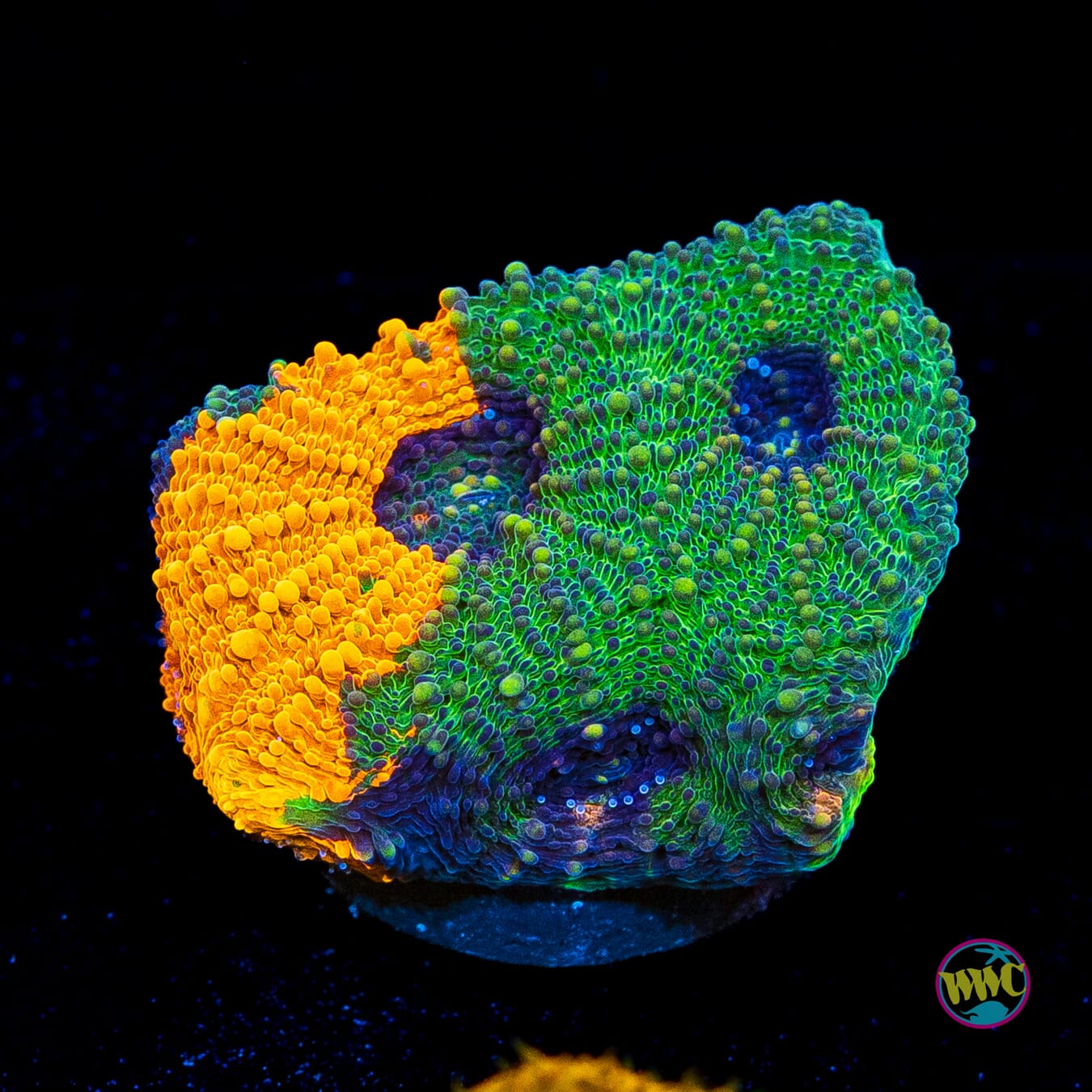 Agent Orange Echinata