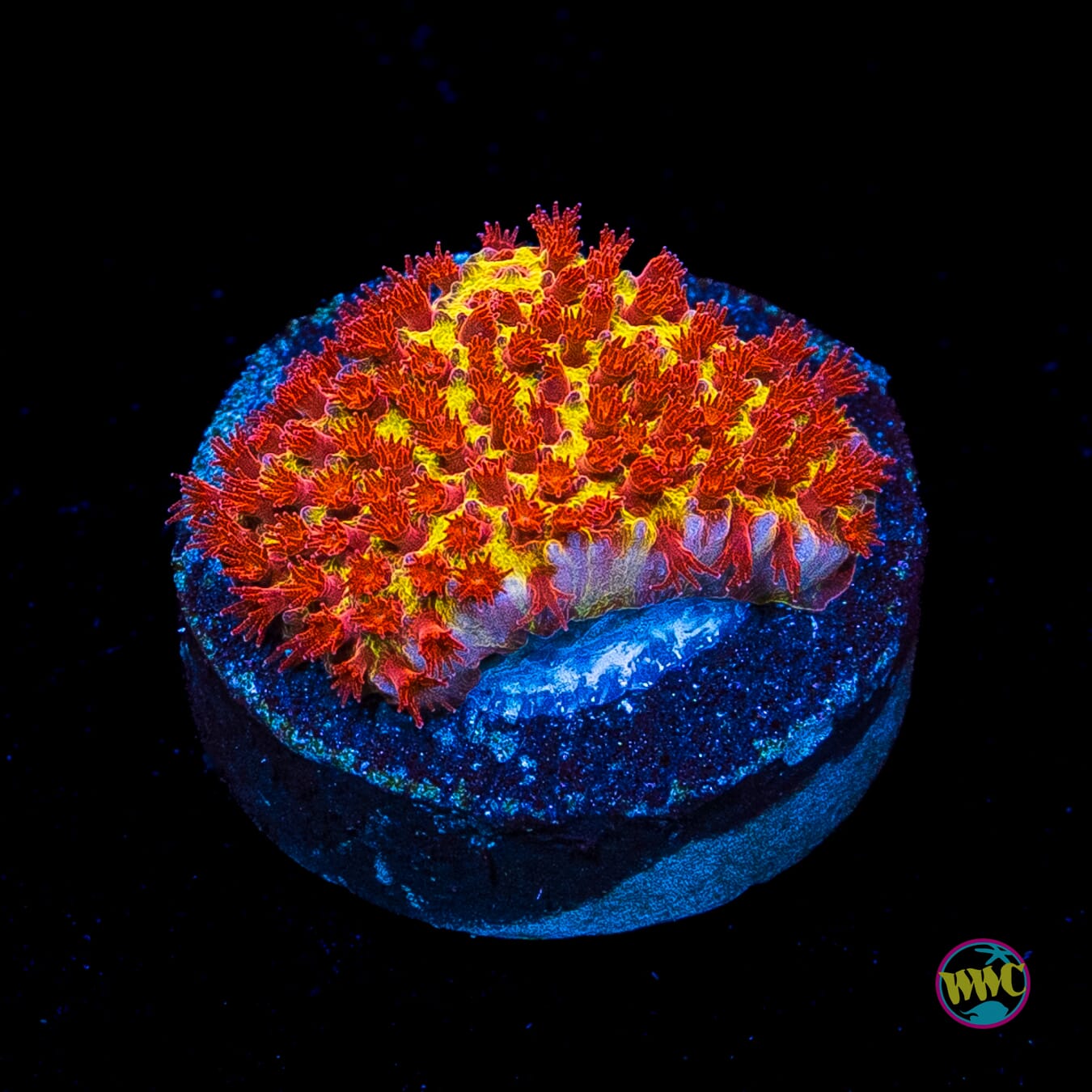 Jason Fox Burning Banana Stylocoeniella