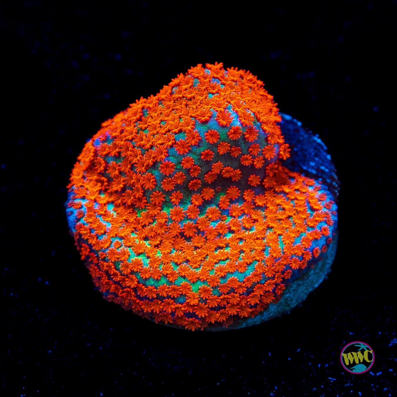 Aquaman Montipora