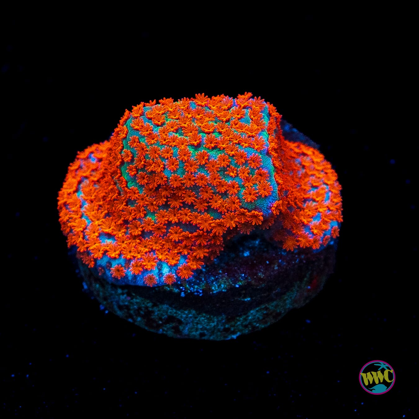 Aquaman Montipora