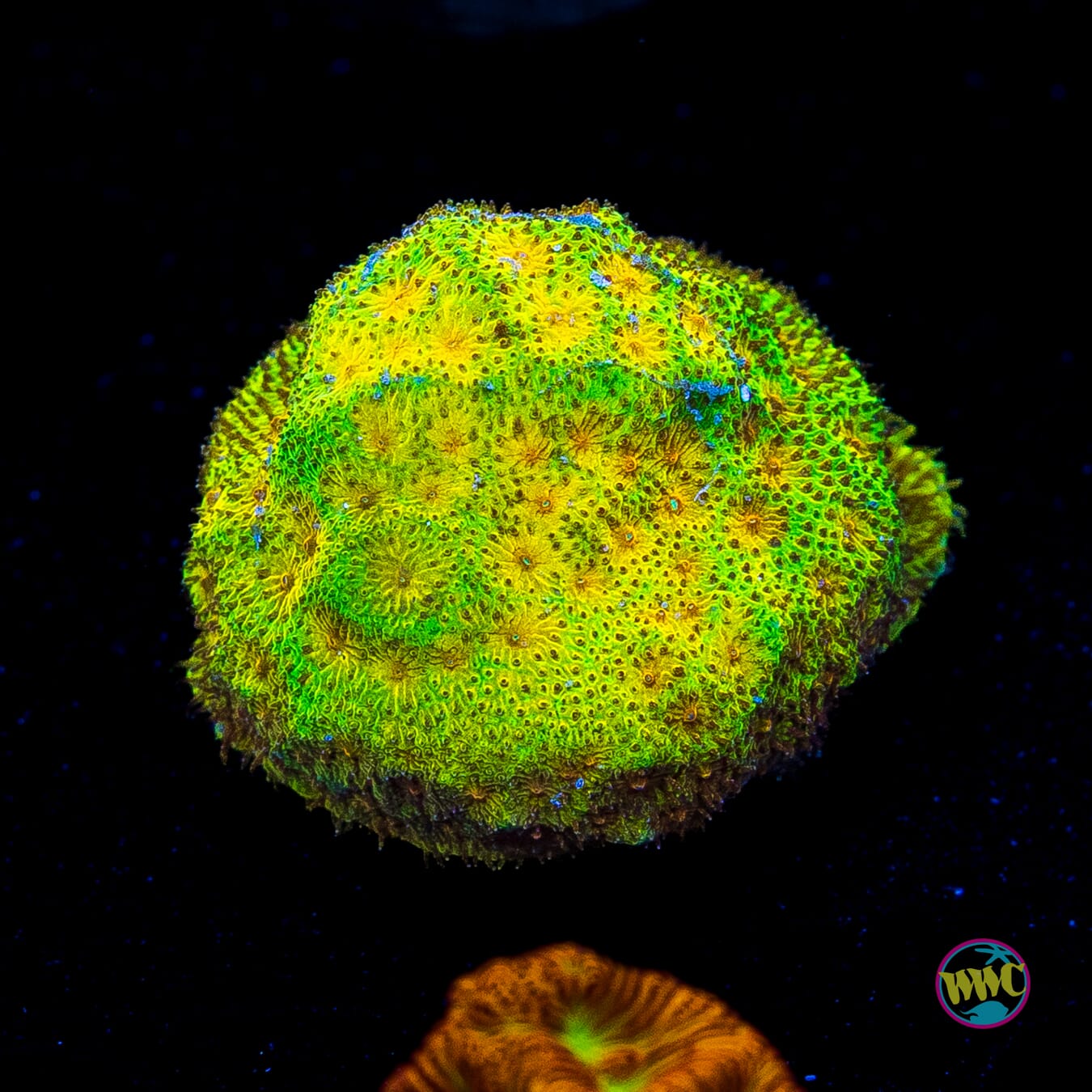 WWC Lemon Lime Psammocora