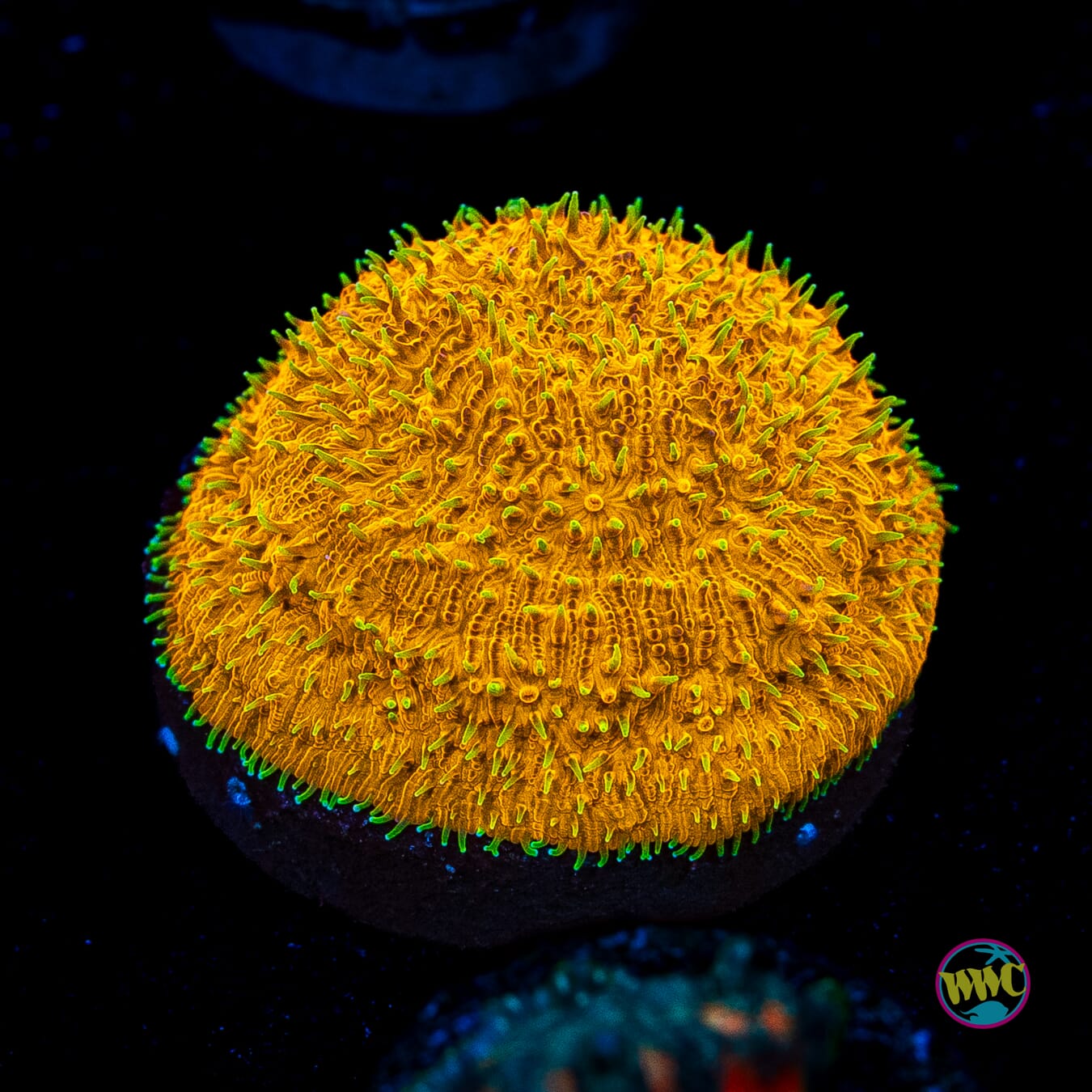 WWC Honeysickle Lithophyllon