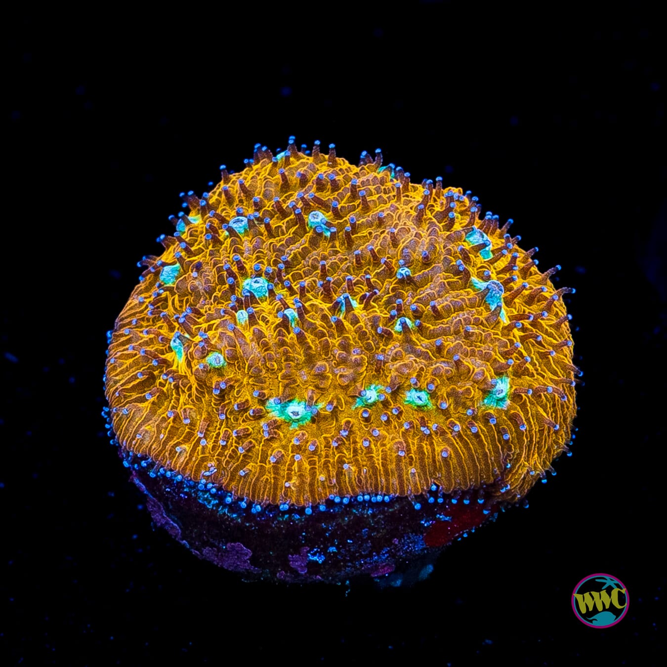 WWC Tiger Eye Lithophyllon